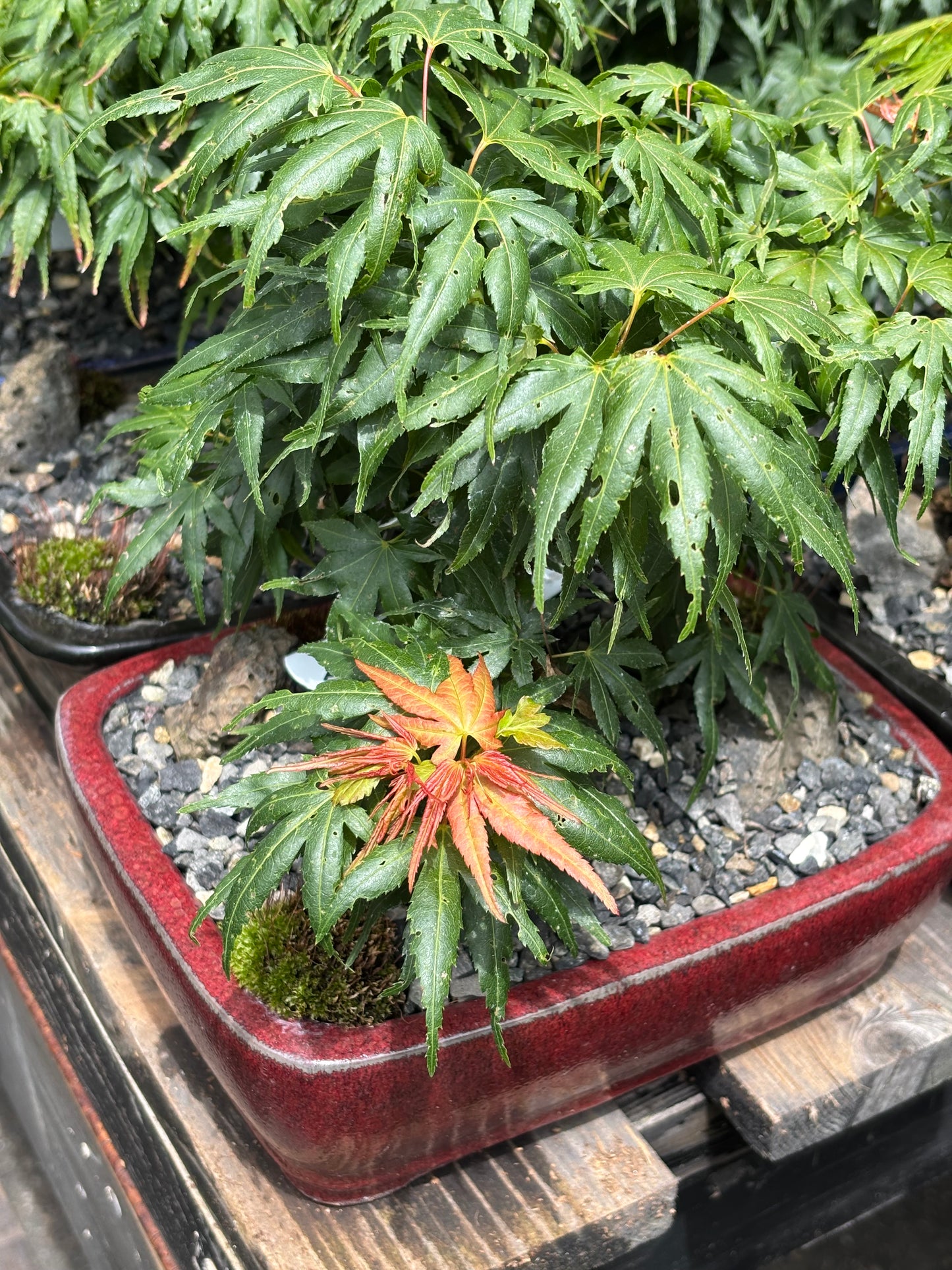 Acer palmatum Mini Maple™