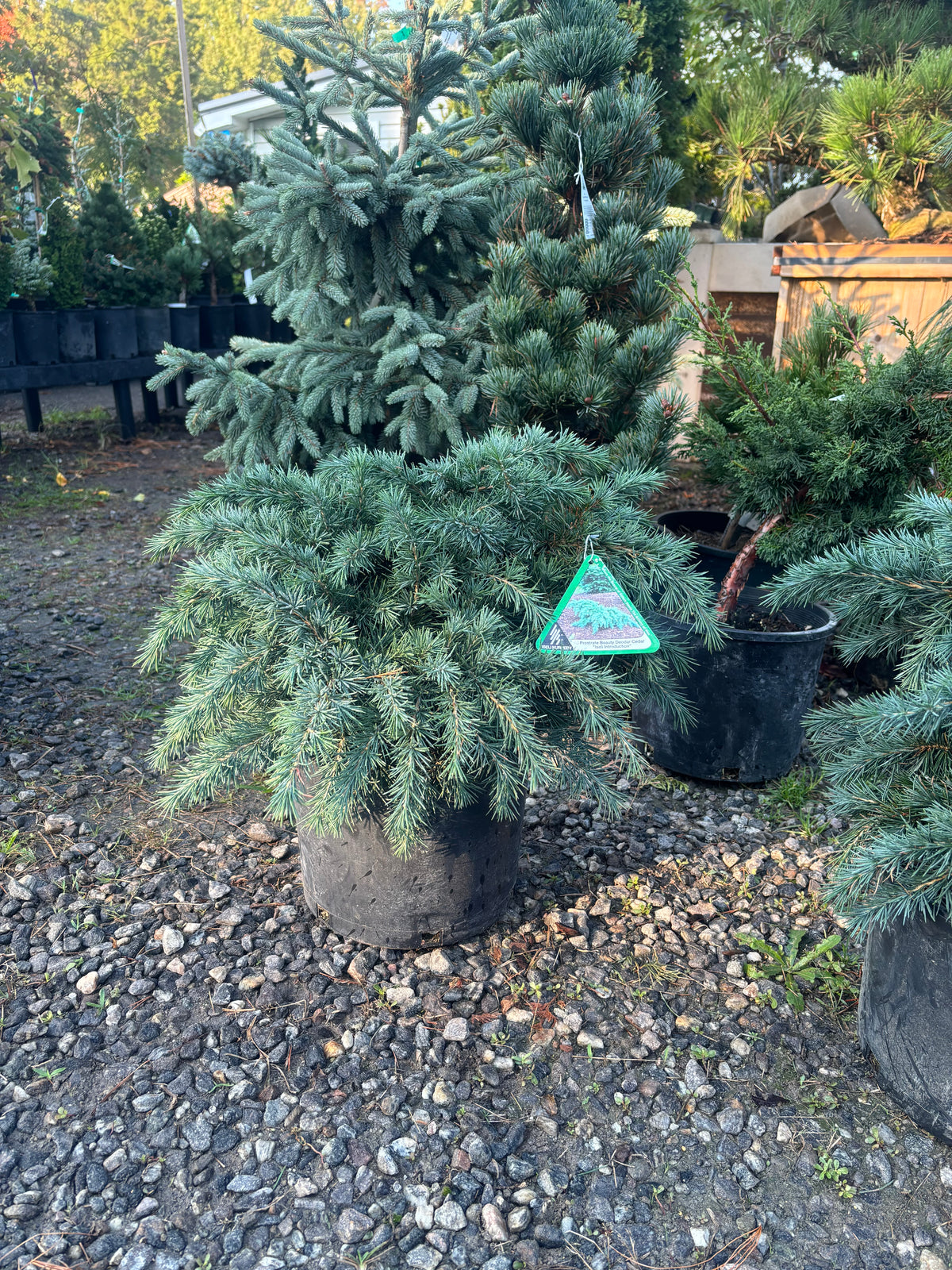 Cedrus deodara 'Prostrate Beauty'