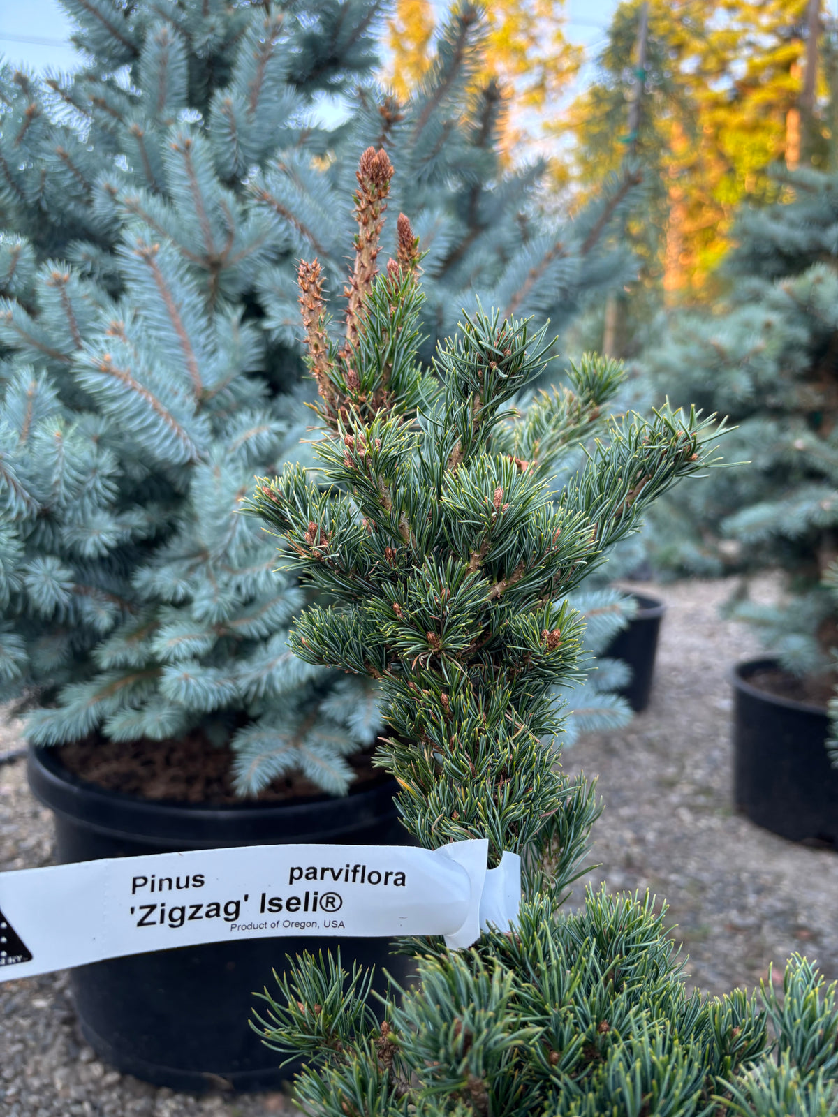 Pinus parviflora ‘Zig Zag’