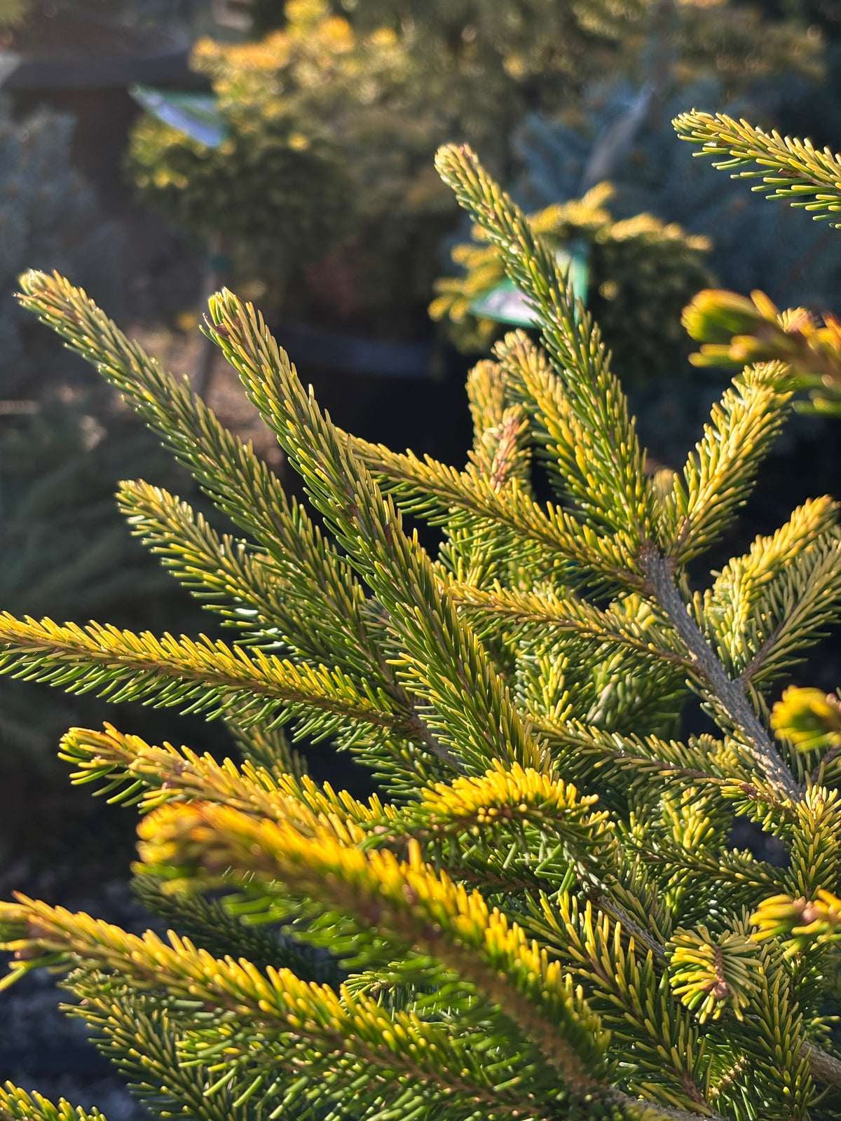 Picea orientalis ‘Firefly’