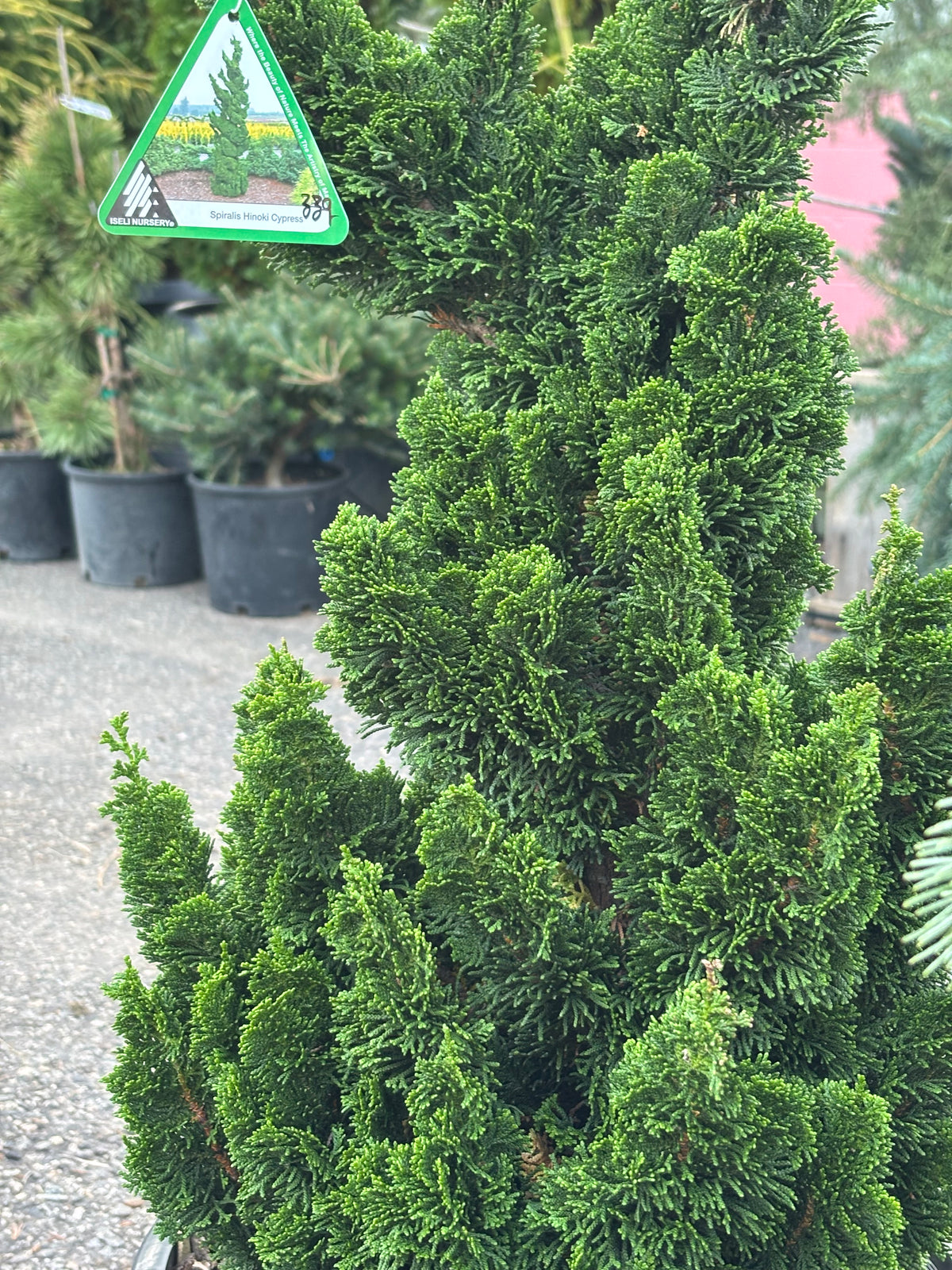 Chamaecyparis obtusa ‘Spiralis’