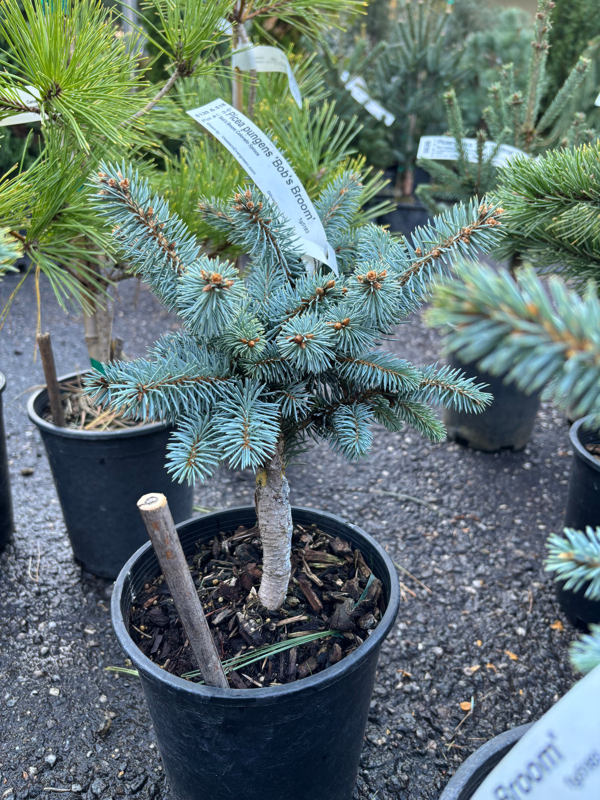 Picea pungens ‘Bob’s Broom’