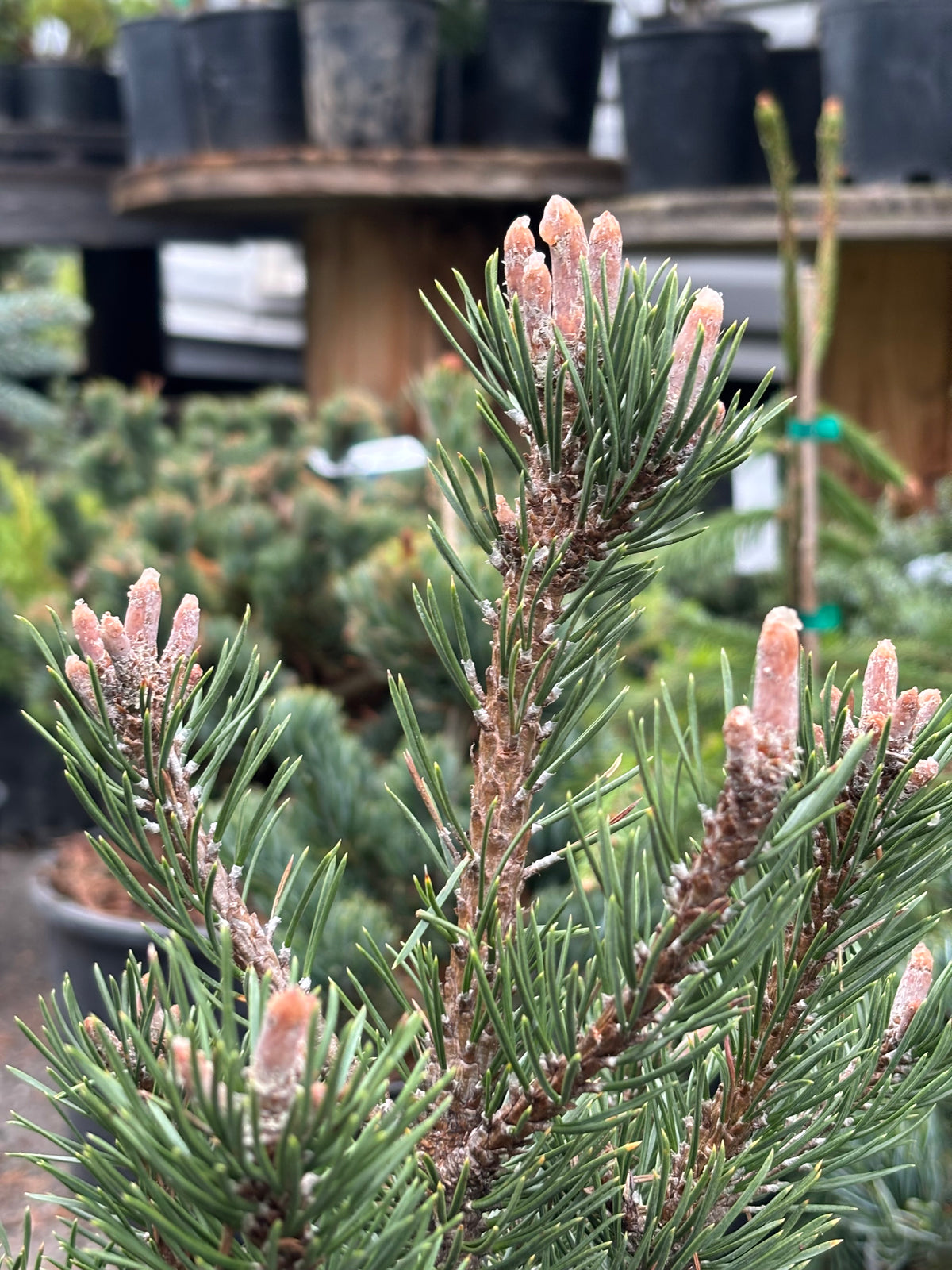 Pinus uncinata ‘Silver Candles’