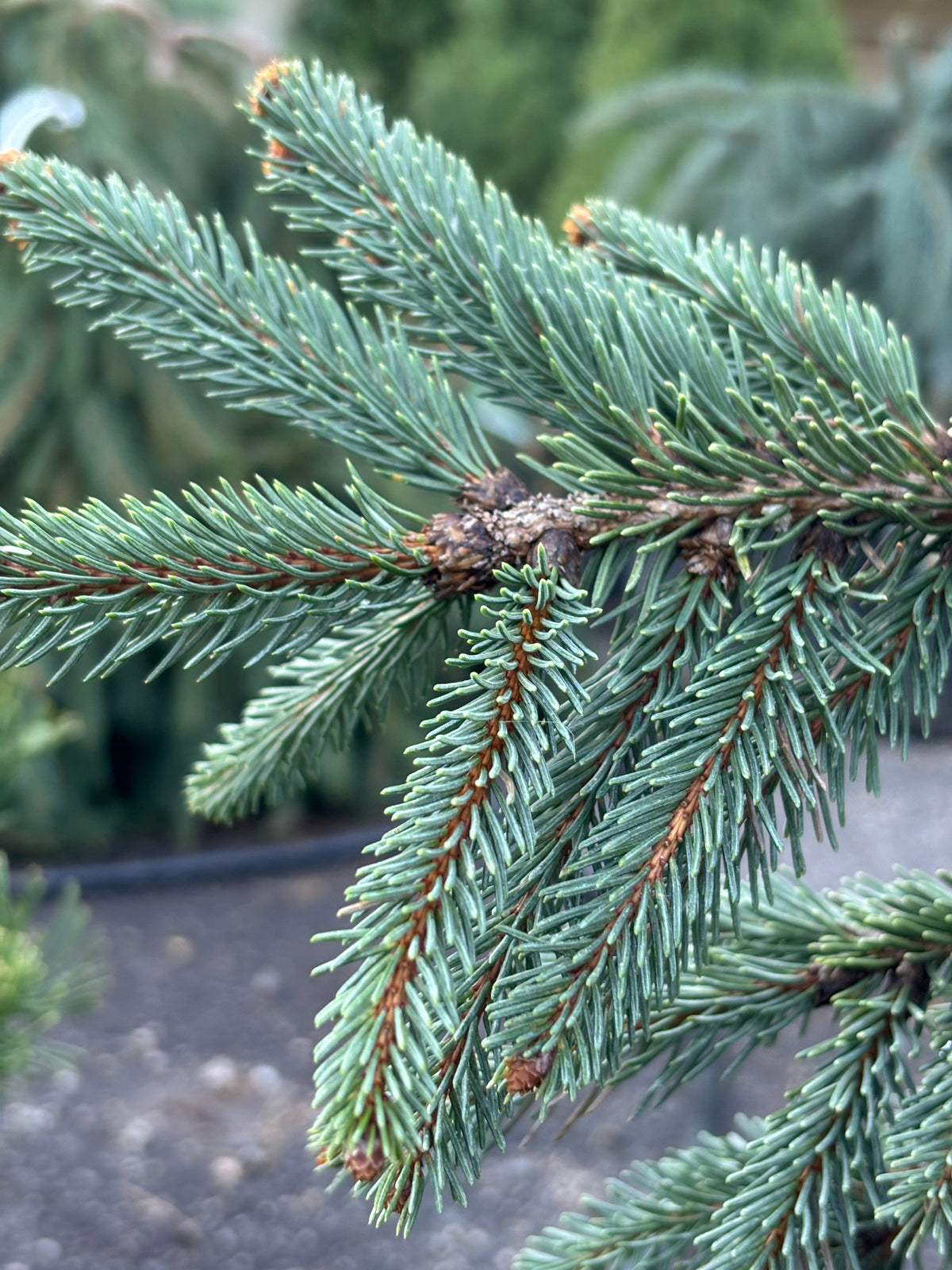 Picea abies ‘Weeping Blue