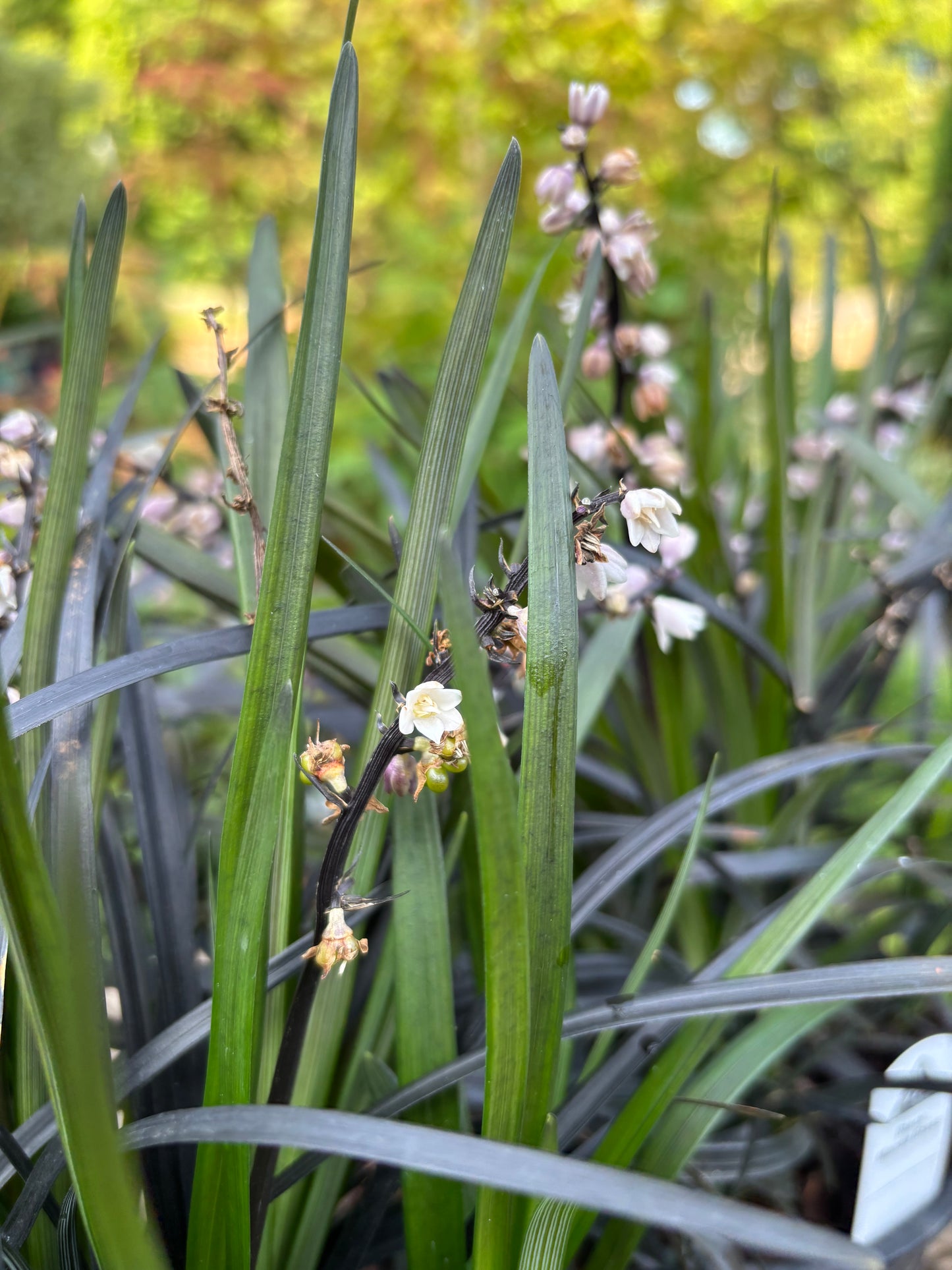 Black Mondo Grass Ophiopogon planiscapus ‘Nigrescens’