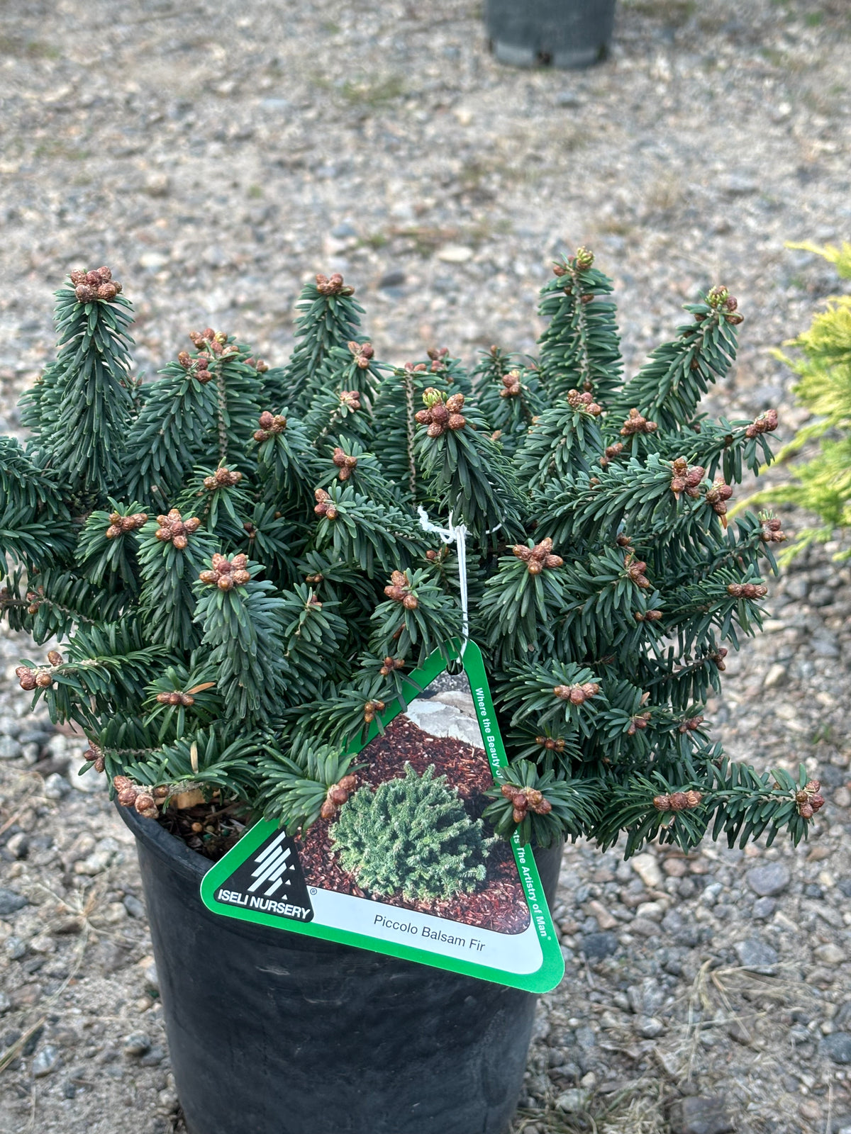 Piccolo Dwarf Balsam Fir