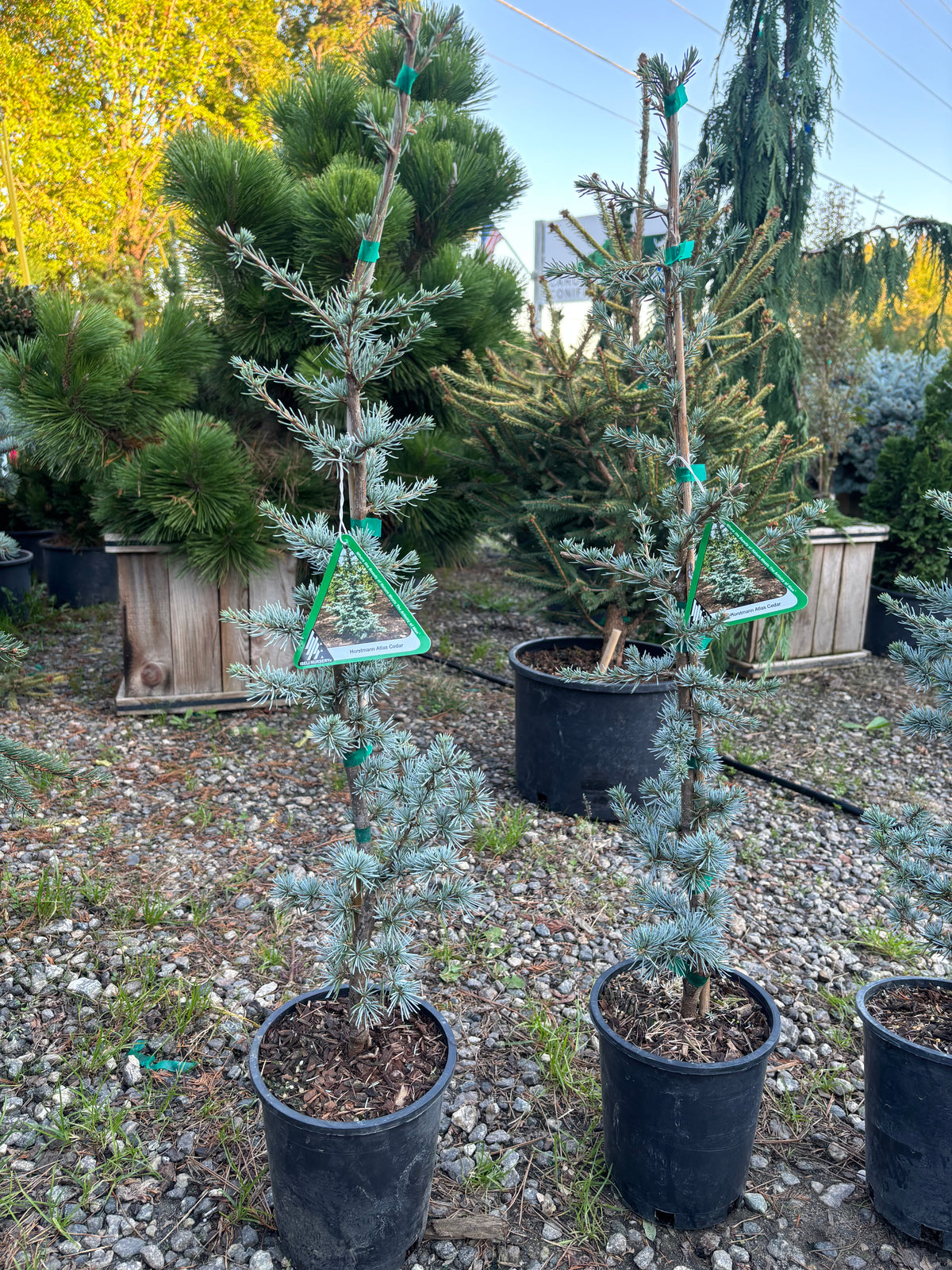 Horstmann Atlas Cedar