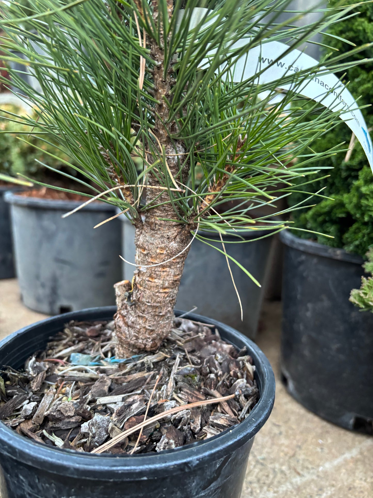 Pinus nigra ‘Green Tower’