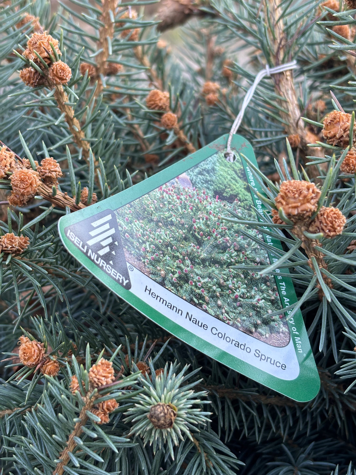 Picea pungens ‘Hermann Naue’ Red Coned Colorado Blue Spruce