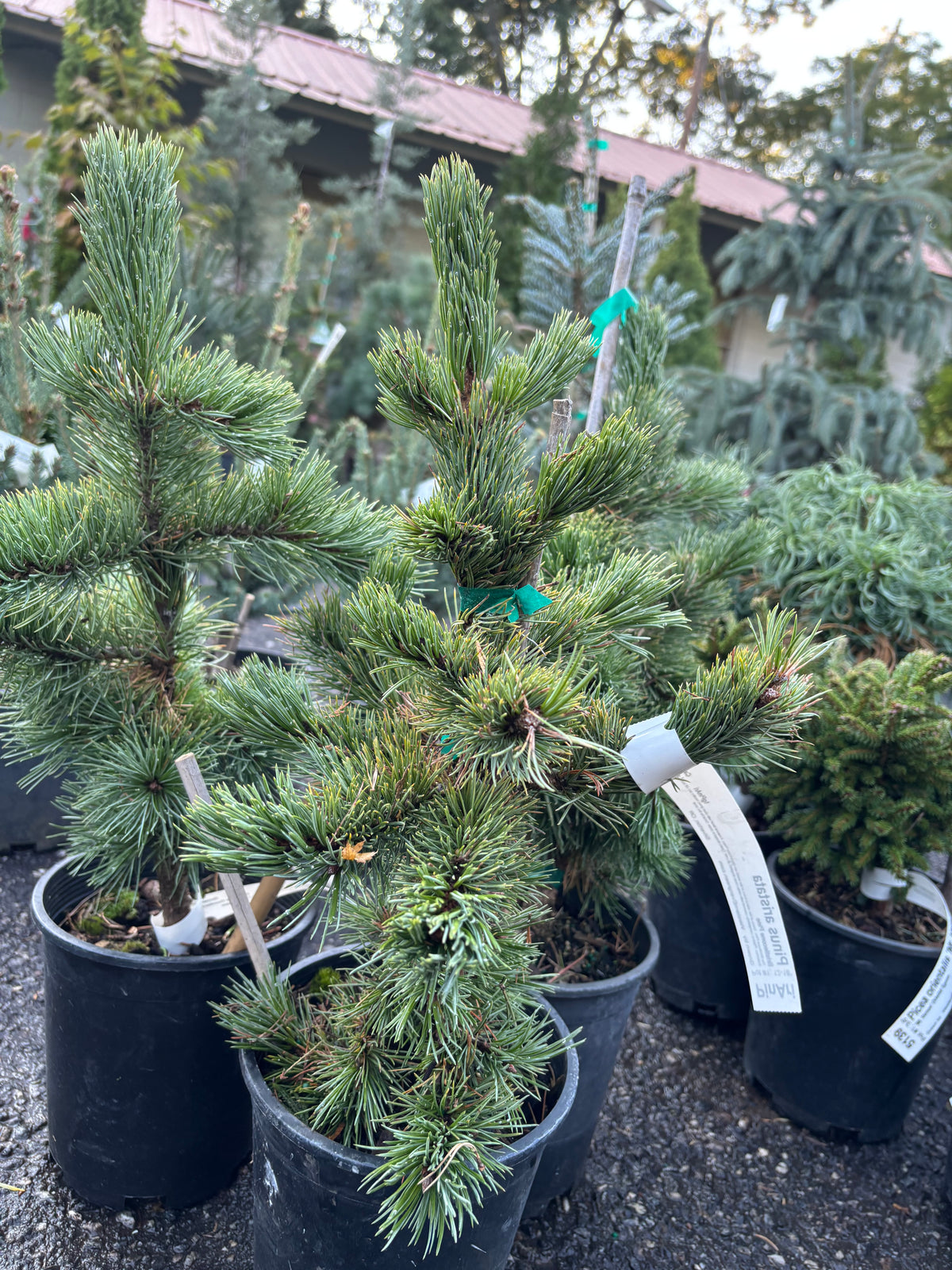 Pinus aristata Bristlecone pine (species)