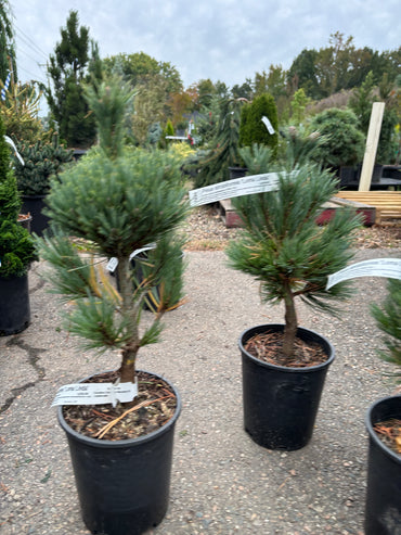 Pinus strobiformis ‘Loma Linda’