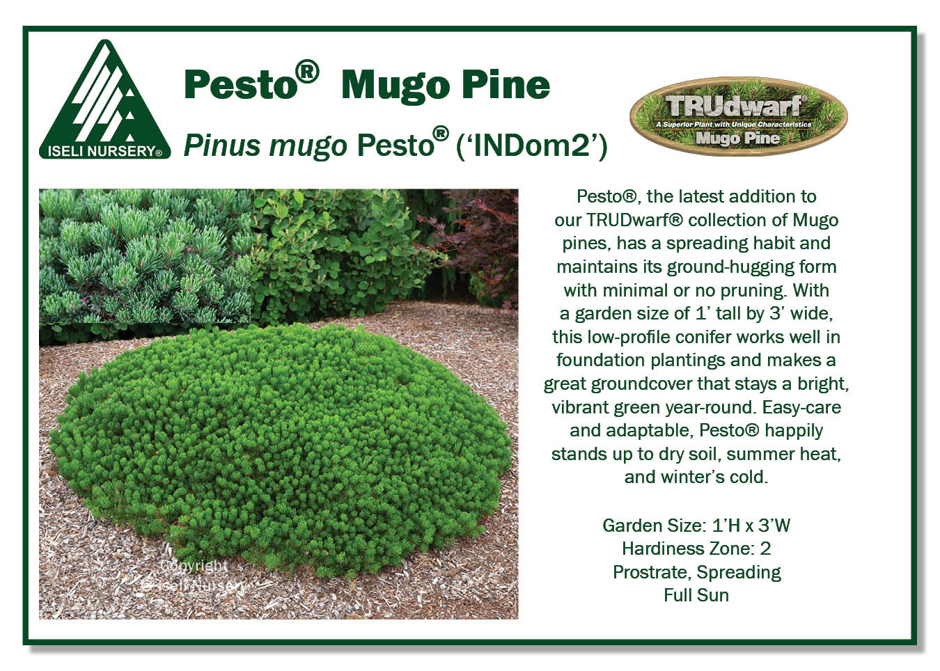 Pinus mugo Pesto®