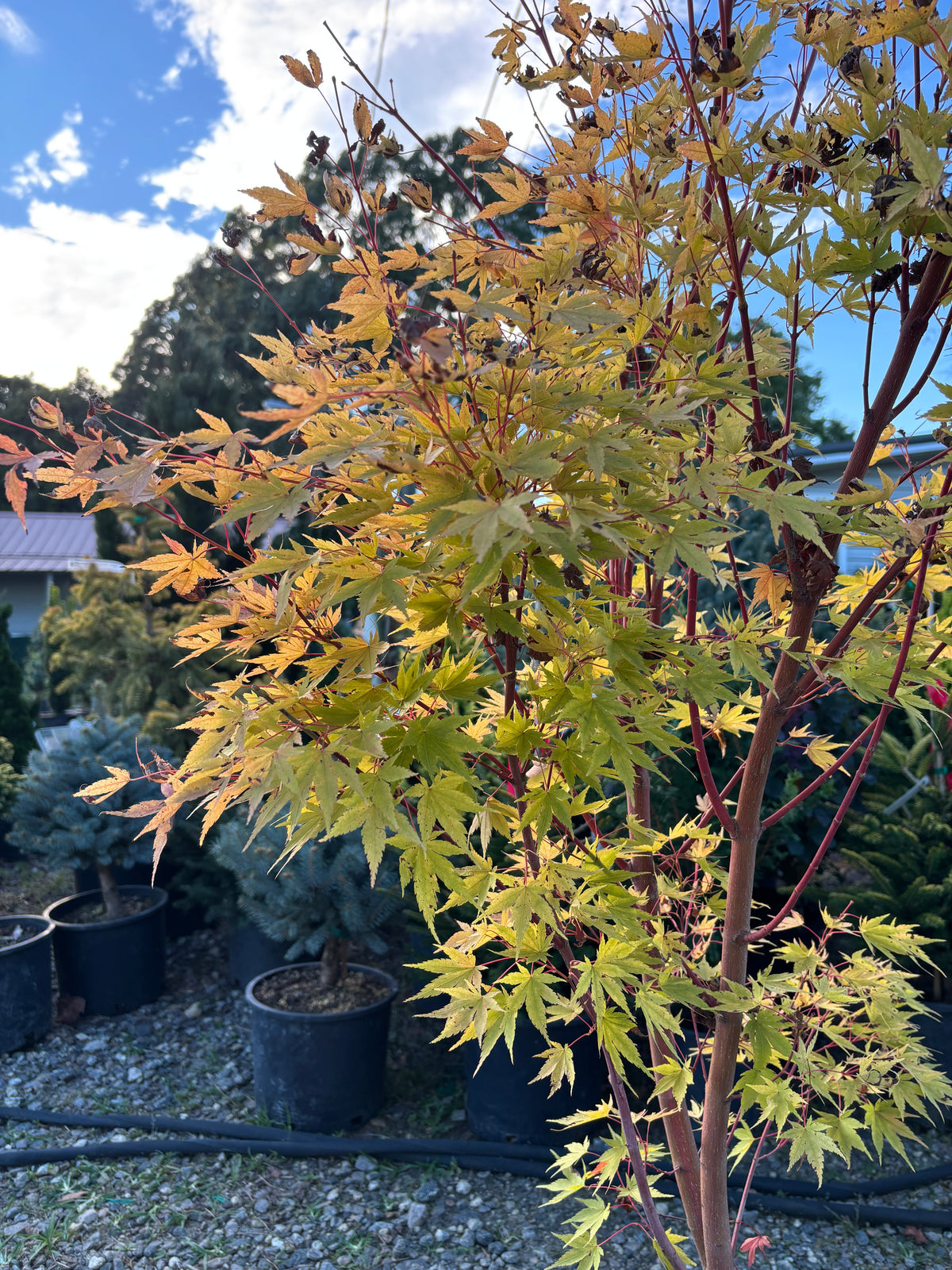 Acer palmatum 'Sango kaku'