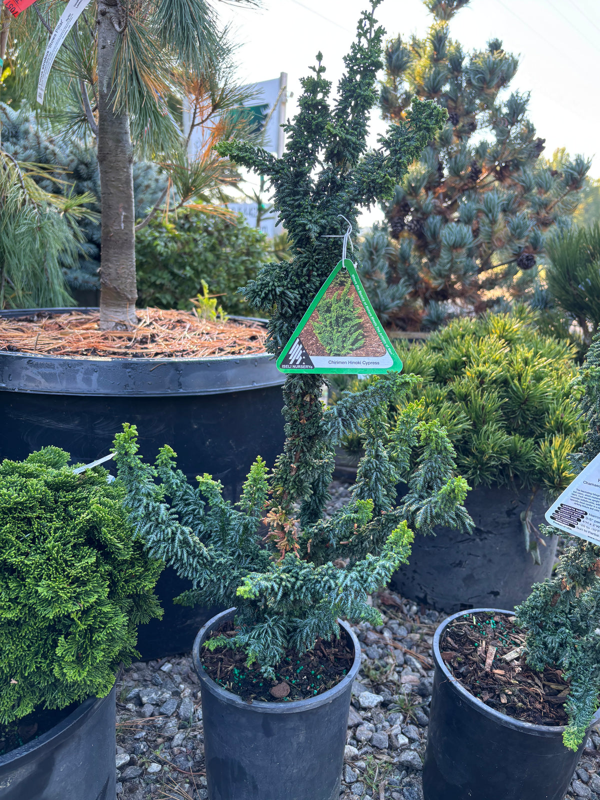 Chamaecyparis obtusa ‘Chirimen’