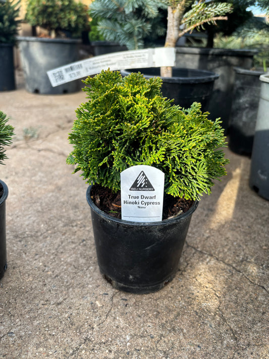 Chamaecyparis obtusa ‘Nana’