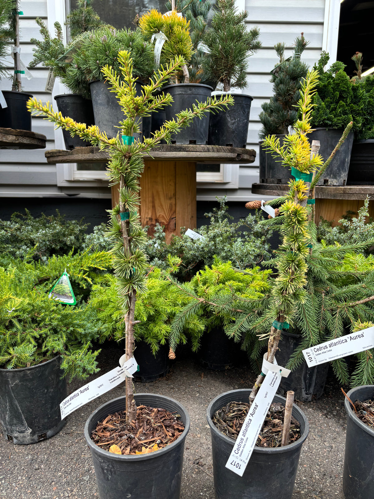 Cedrus atlantica ‘Aurea’