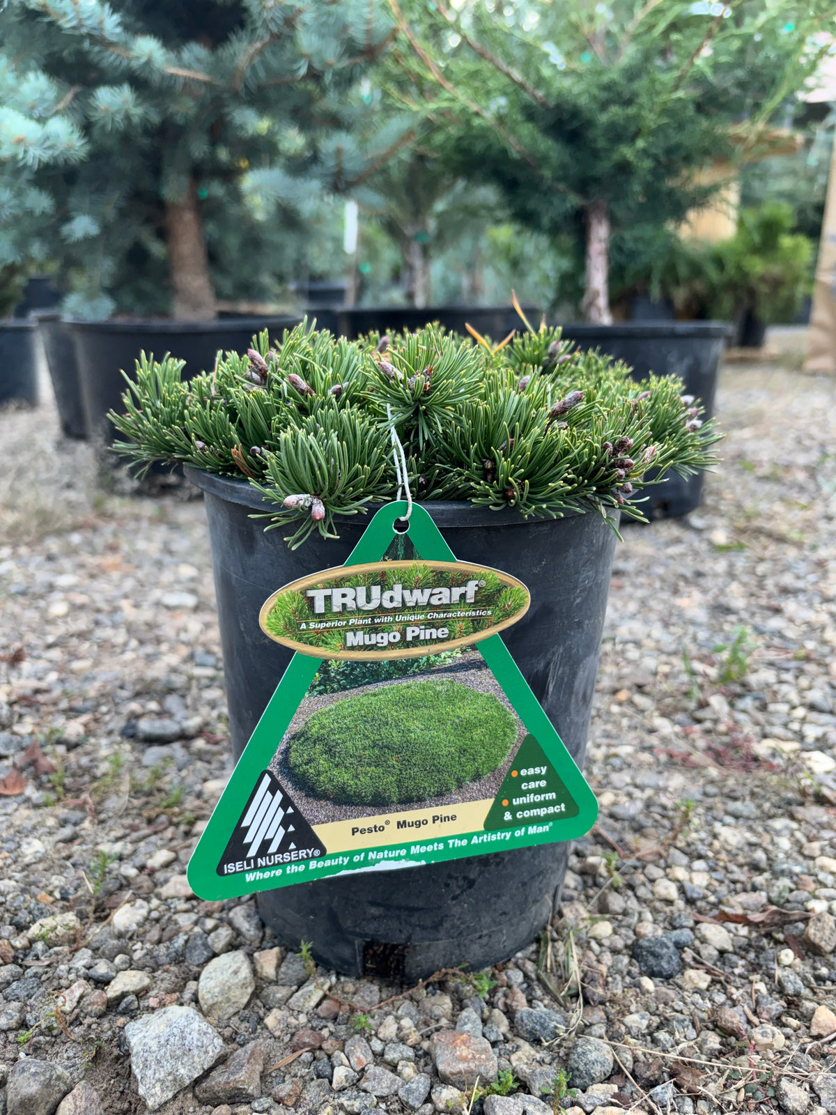 Pinus mugo Pesto®