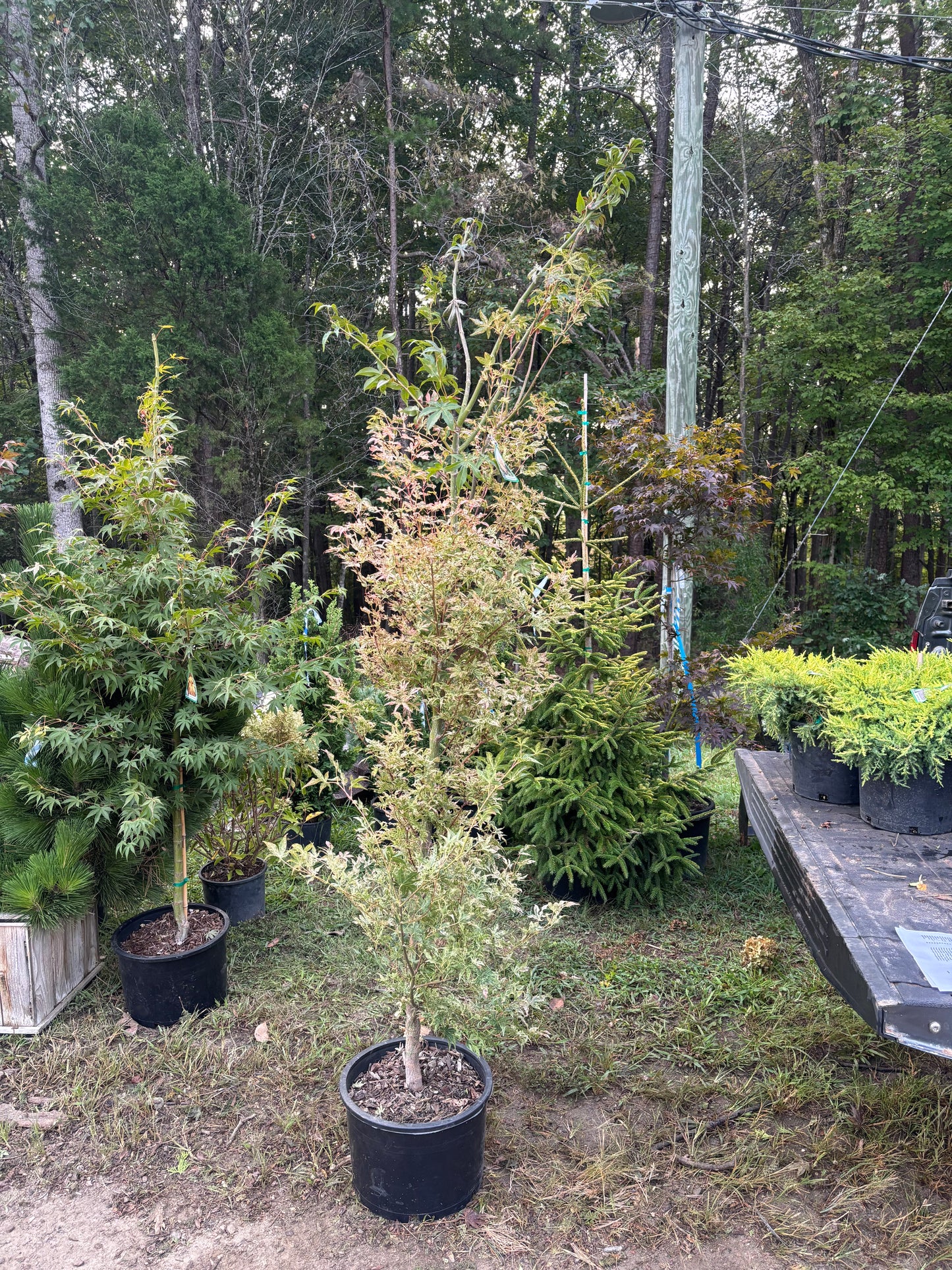 Acer Palmatum 'Ukigumo'