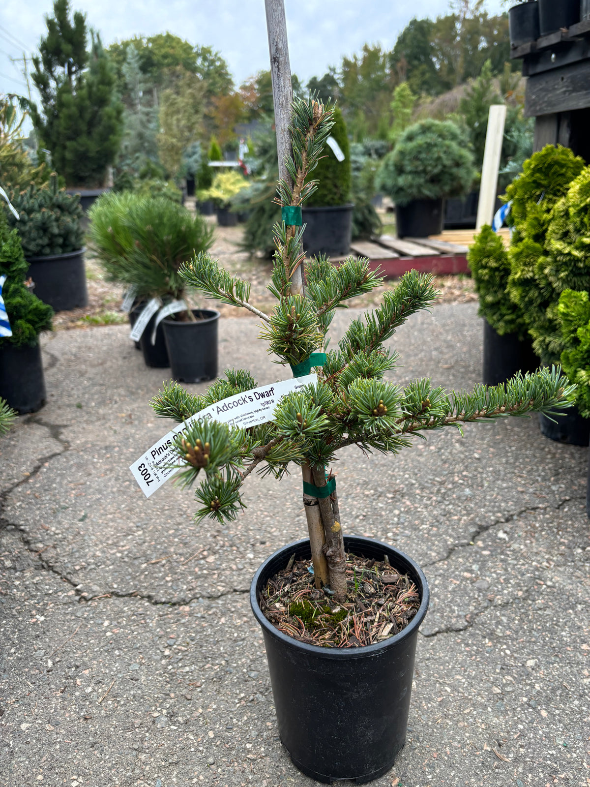 Pinus parviflora ‘Adcock’s Dwarf’ on mugo understock