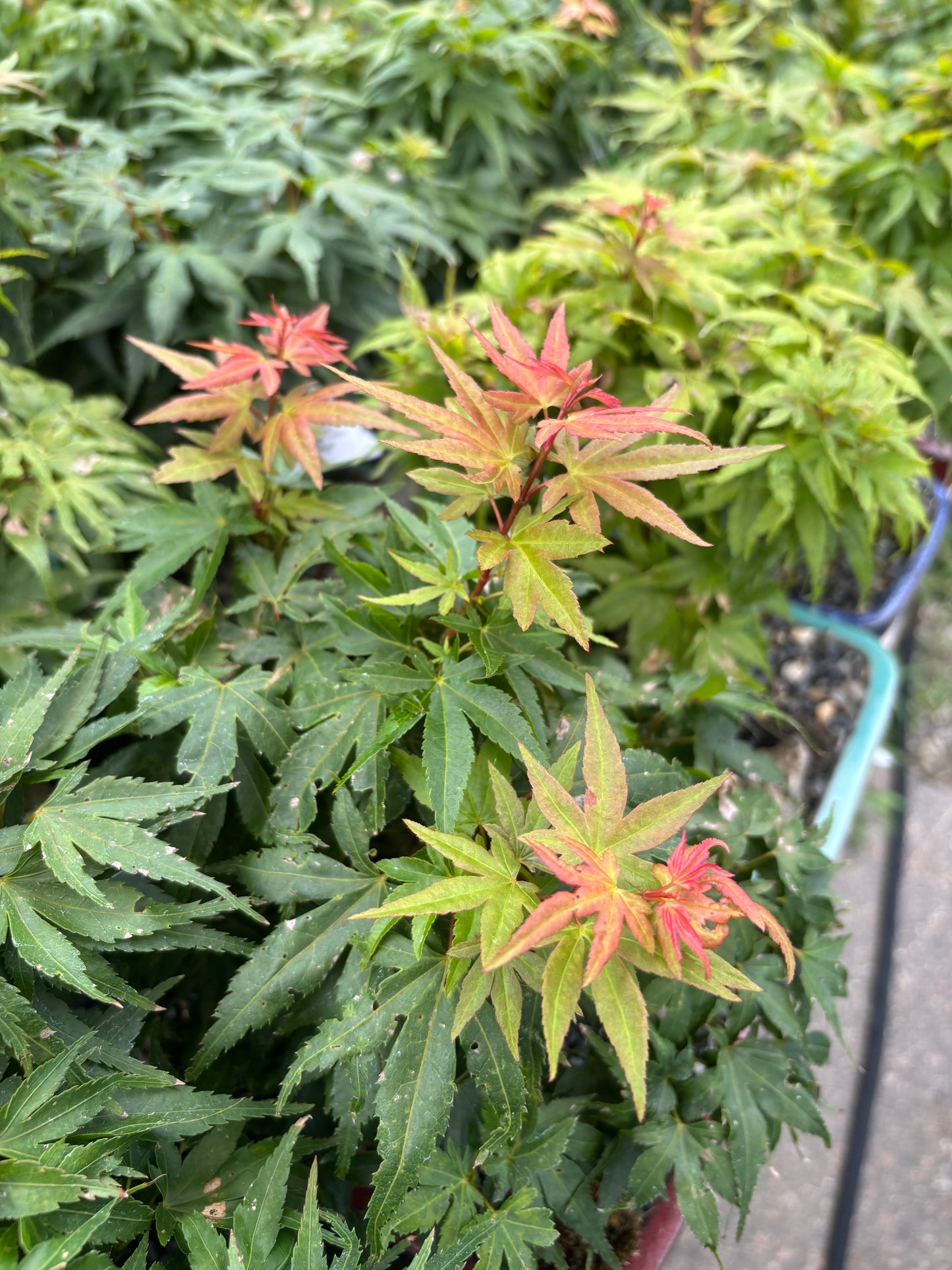 Acer palmatum Mini Maple™