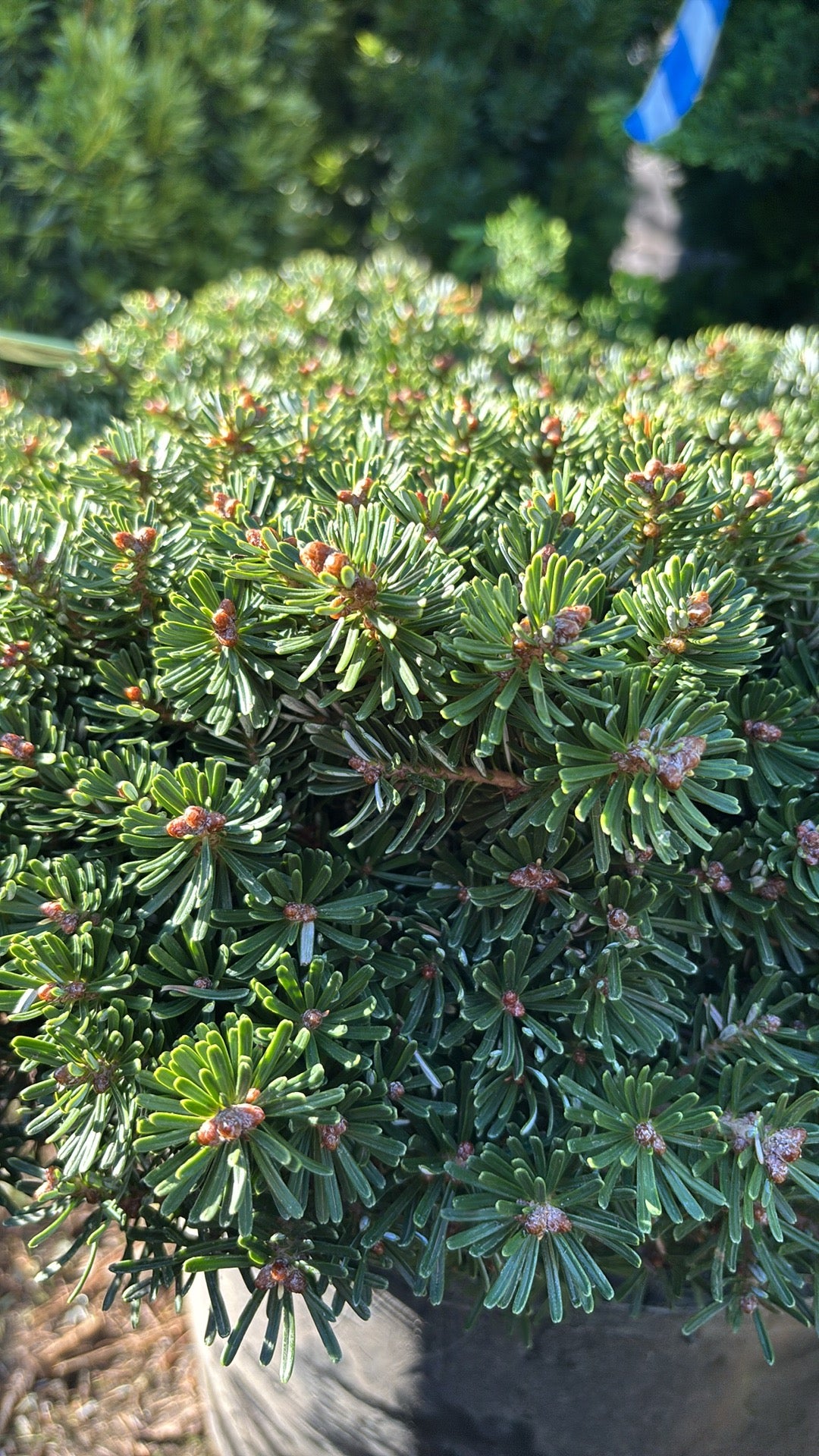 Abies koreana ‘Wellensiend’