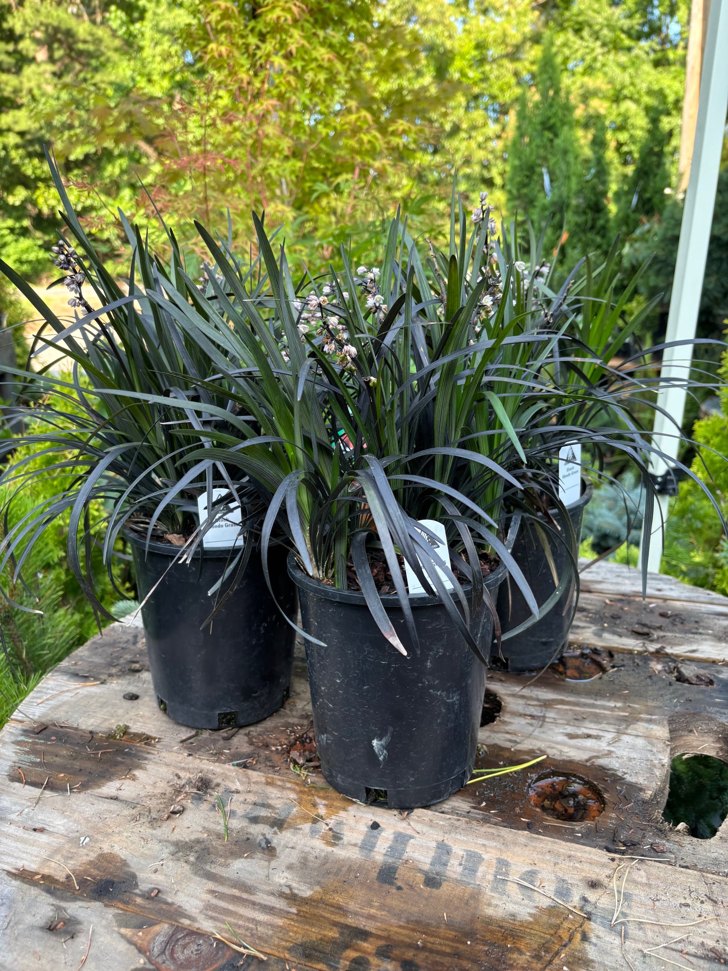 Black Mondo Grass Ophiopogon planiscapus ‘Nigrescens’