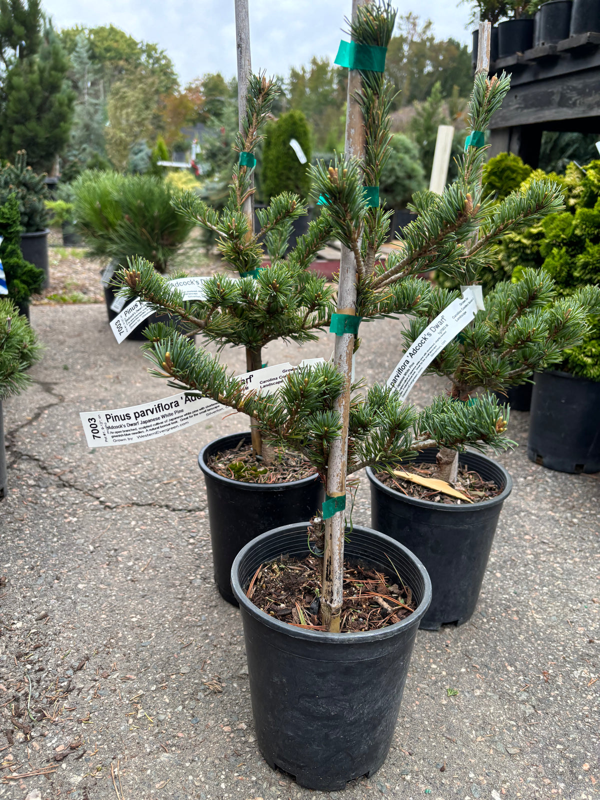 Pinus parviflora ‘Adcock’s Dwarf’ on mugo understock