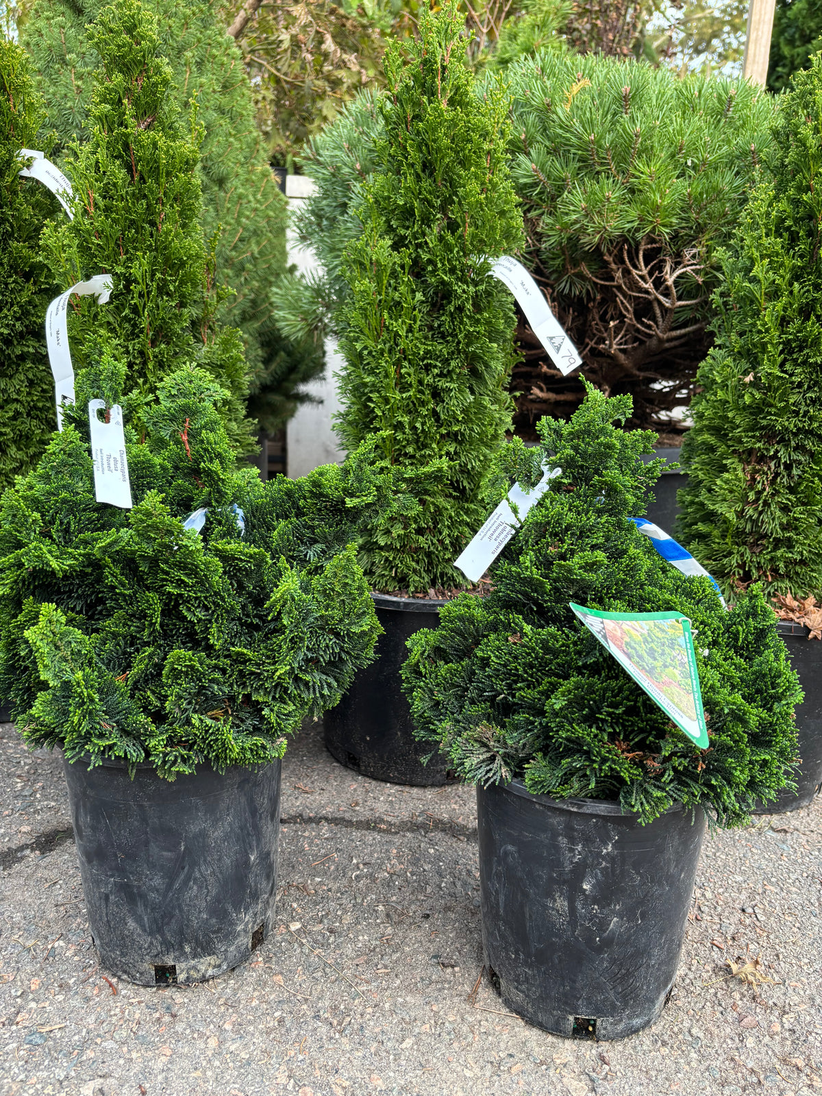 Chamaecyparis obtusa ‘Thoweil’