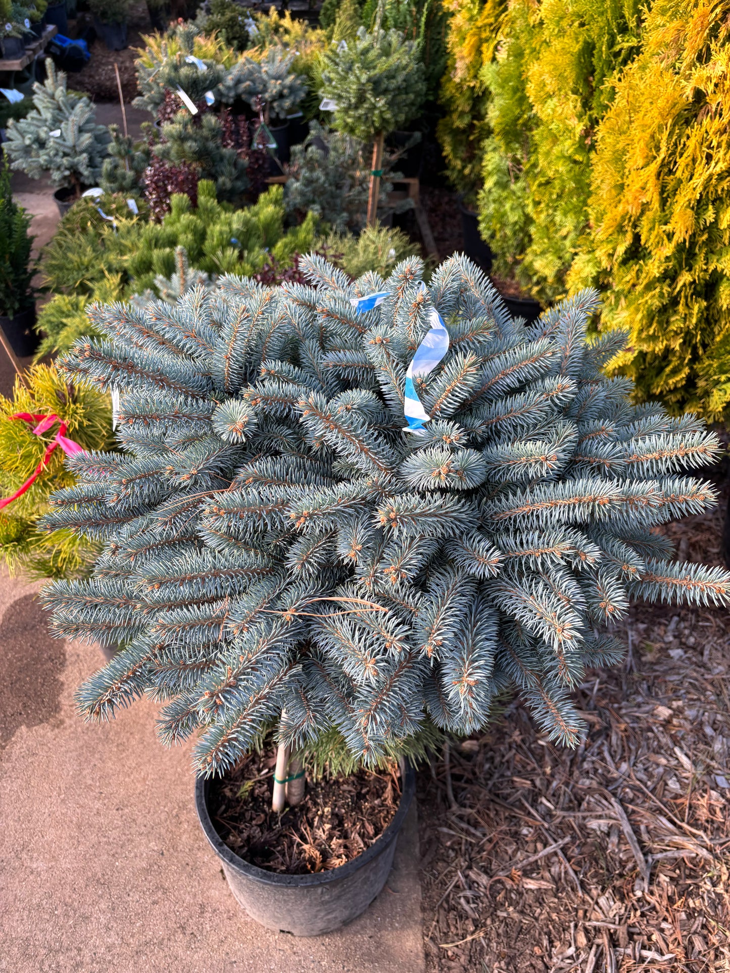 Picea pungens ‘Montgomery’ Dwarf Colorado Blue Spruce