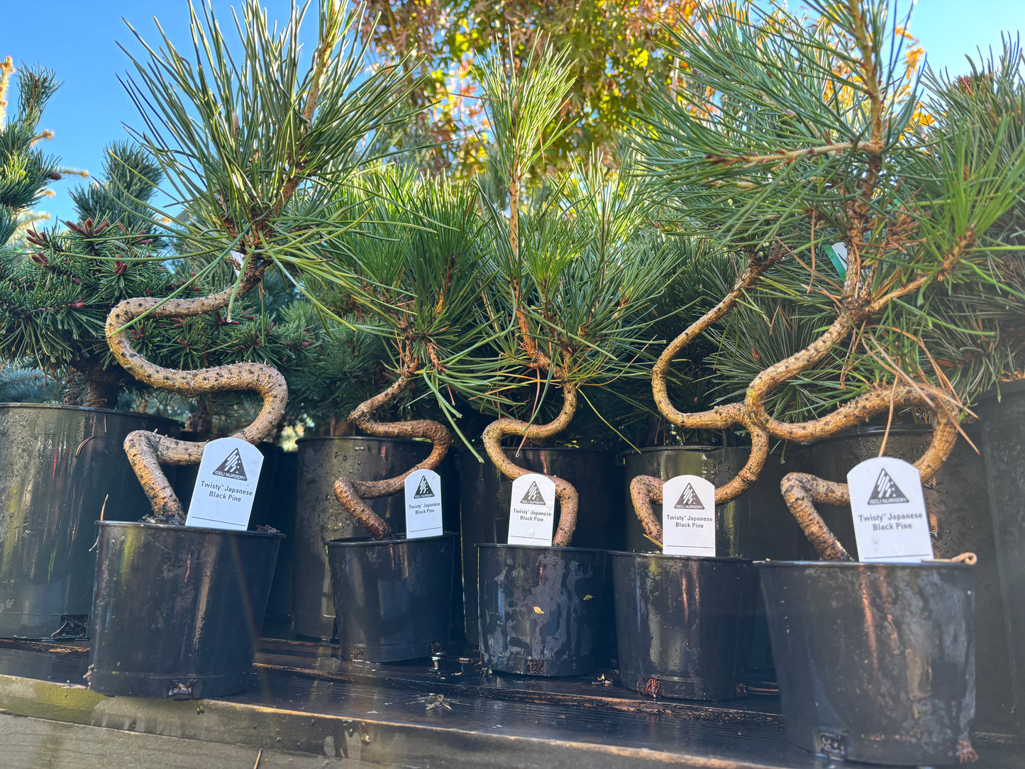 TWISTY Iseli Japanese black pine