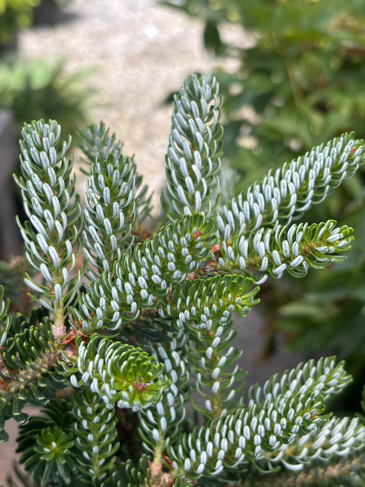 Abies koreana ‘Horstmann’s Silberlocke’