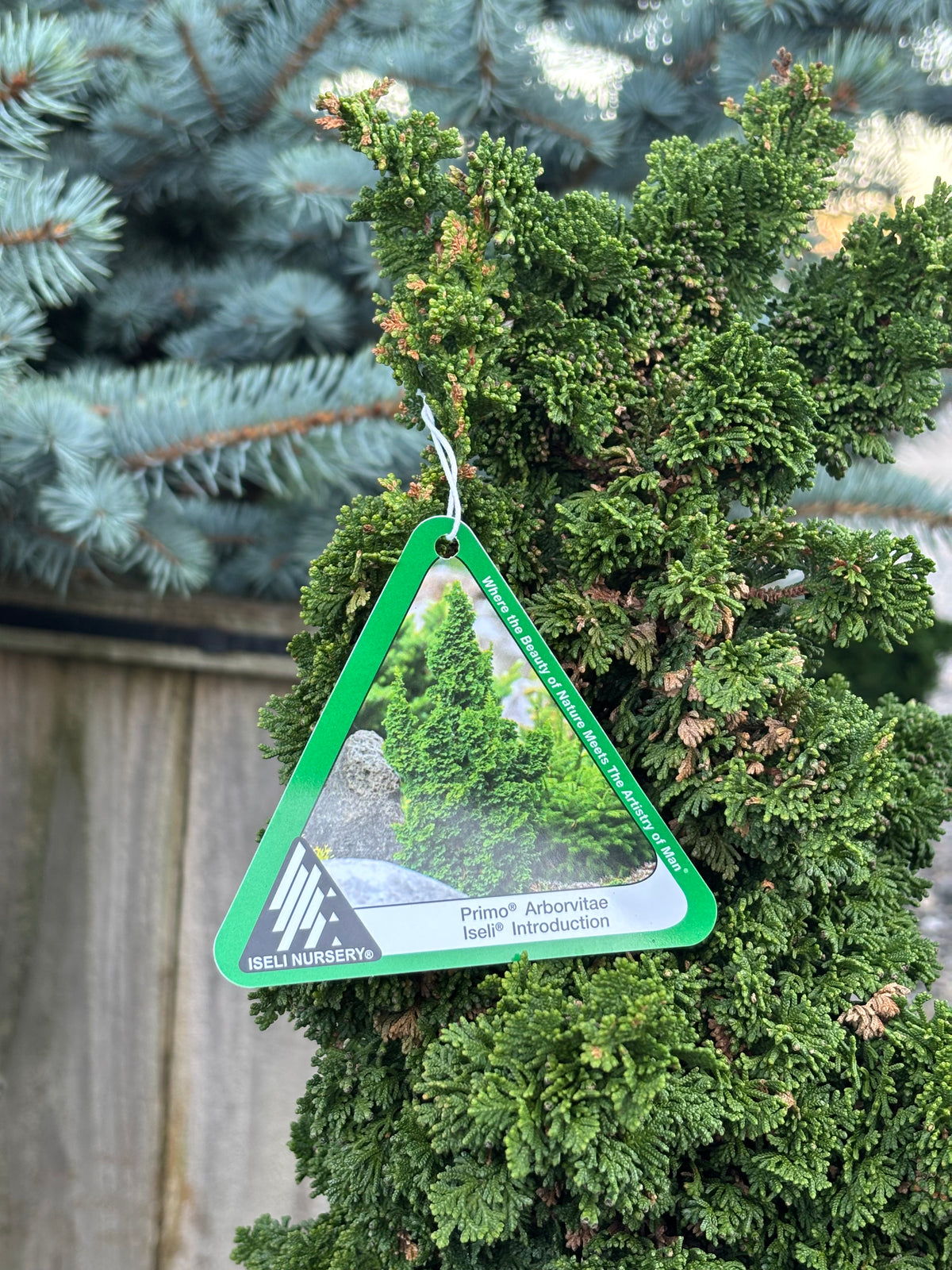 Thuja occidentalis ‘Primo’