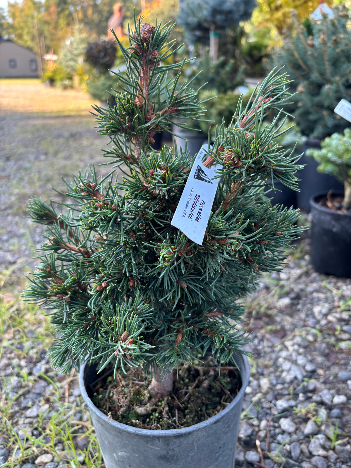 Picea abies ‘Mikulasovice’