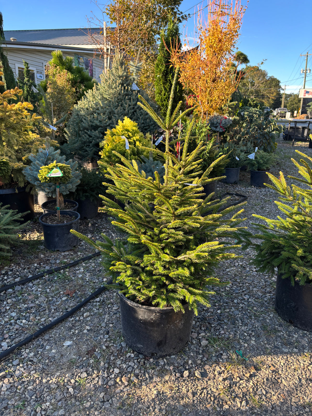 Picea orientalis ‘Firefly’