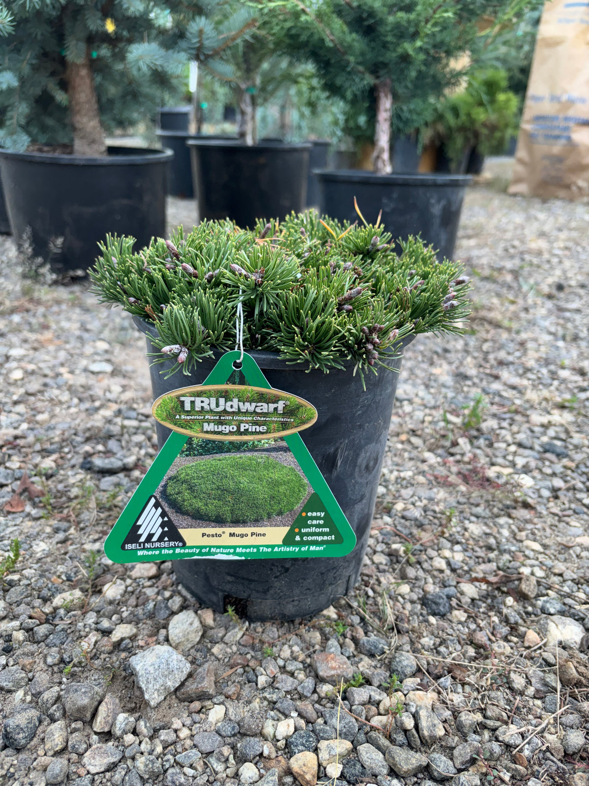 Pinus mugo Pesto®