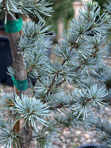 Horstmann Atlas Cedar