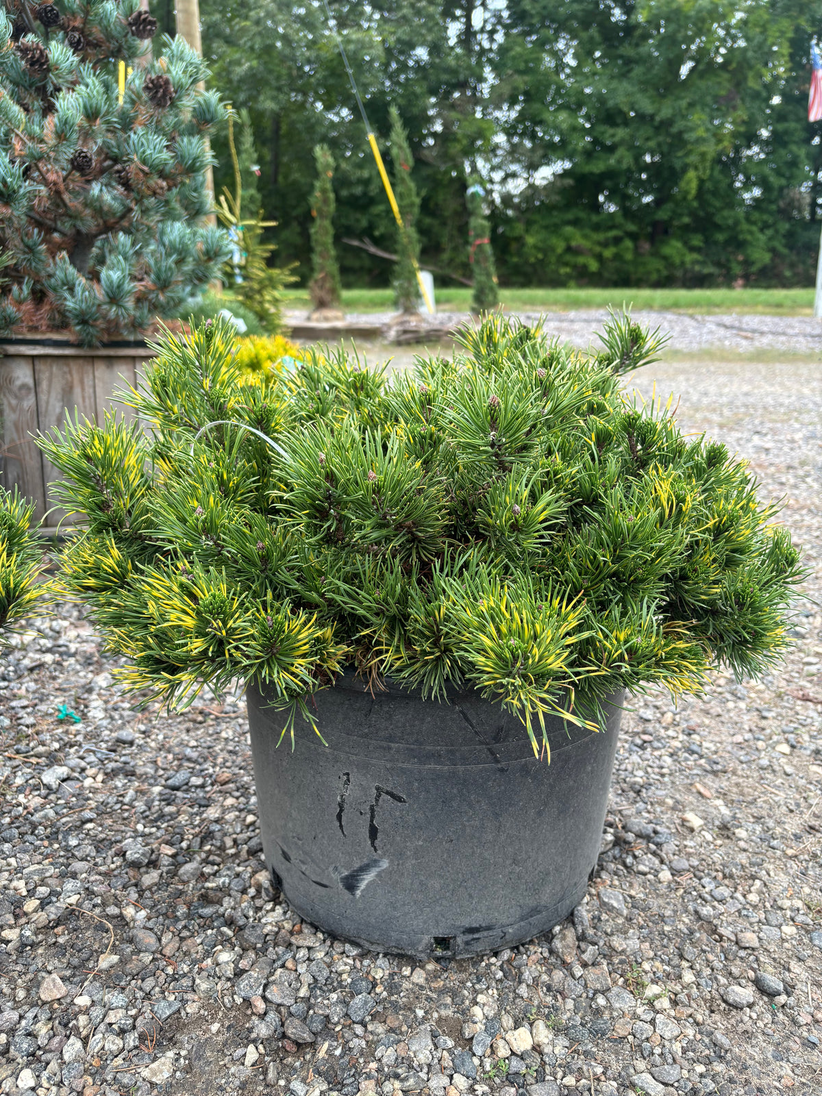 Pinus mugo ‘Agatka’
