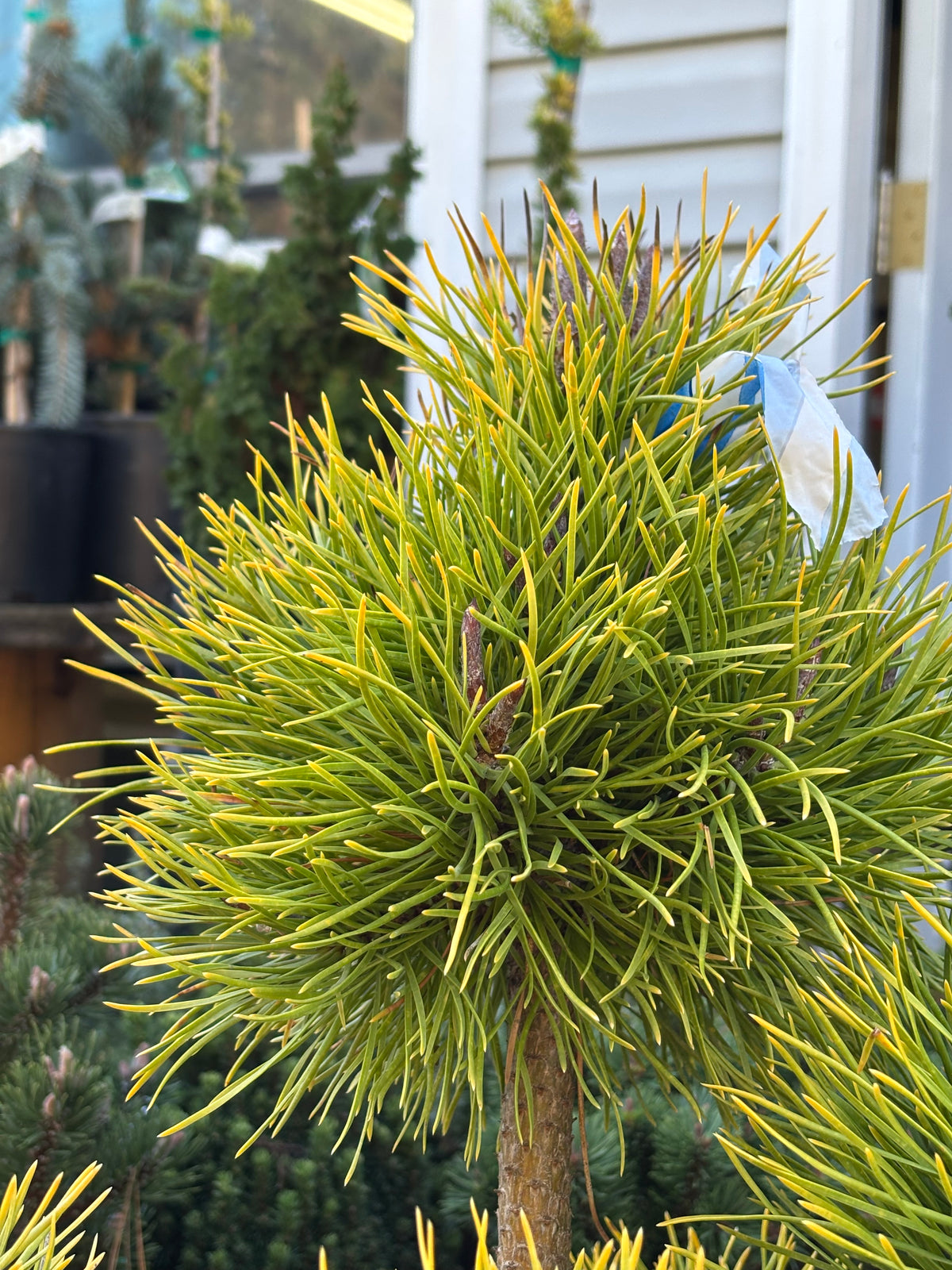 Pinus contorta var. latifolia 'Chief Joseph'