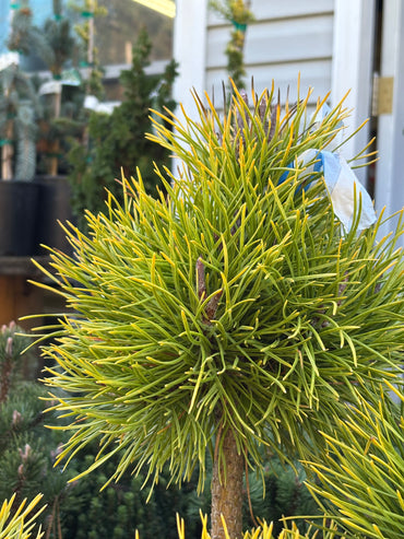 Pinus contorta var. latifolia 'Chief Joseph'