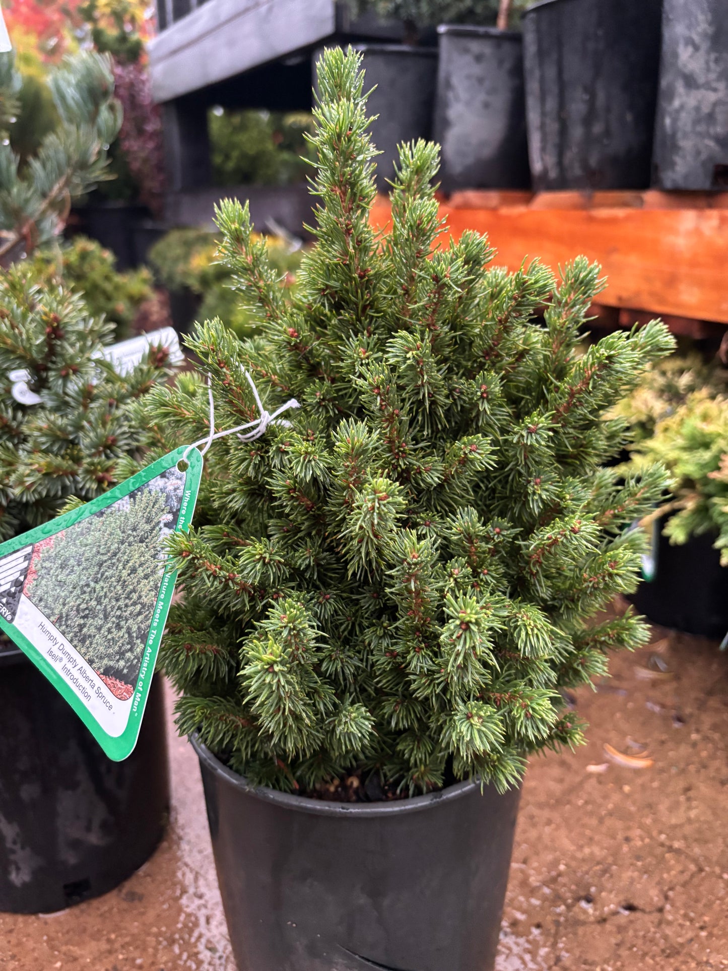 Picea glauca ‘Humpty Dumpty’ Dwarf Alberta Spruce