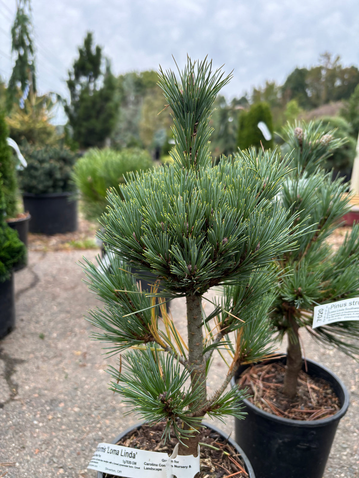 Pinus strobiformis ‘Loma Linda’