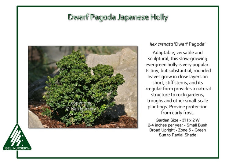 Ilex crenata ‘Dwarf Pagoda’