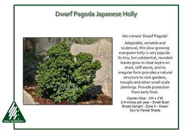Ilex crenata ‘Dwarf Pagoda’