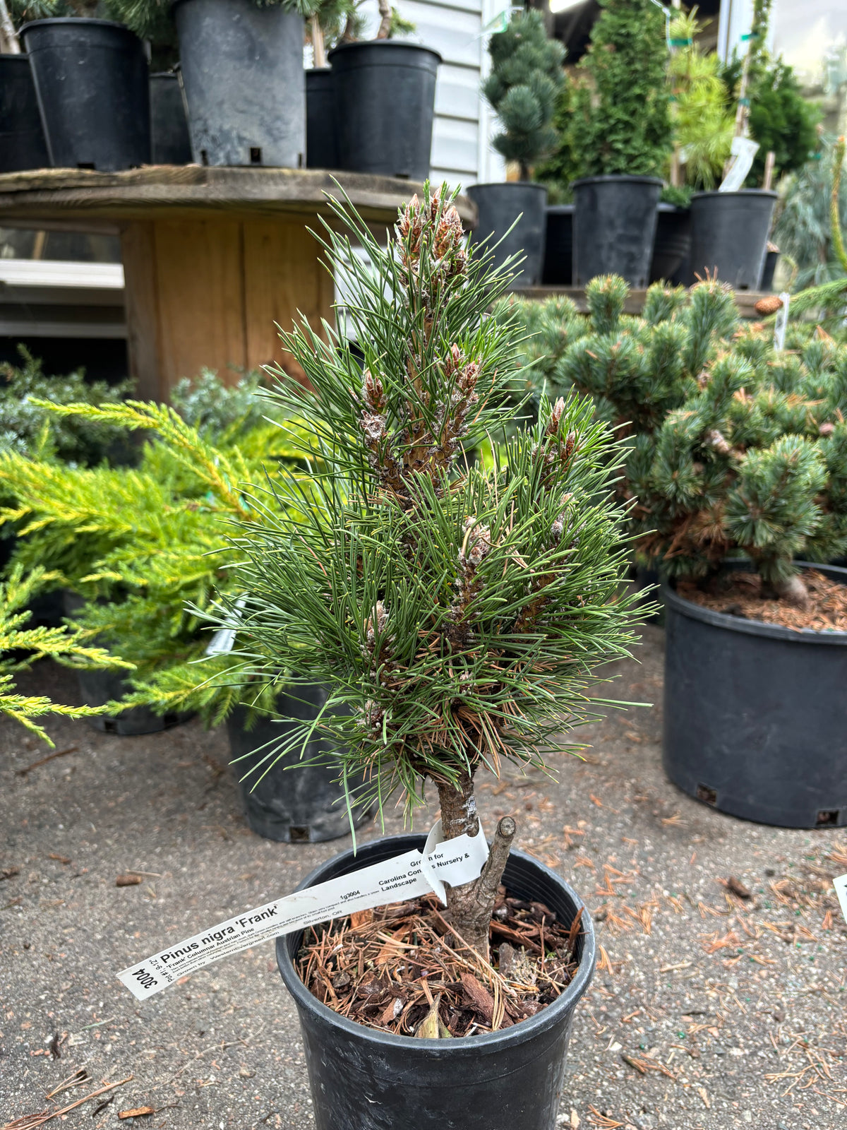 Pinus nigra ‘Frank’