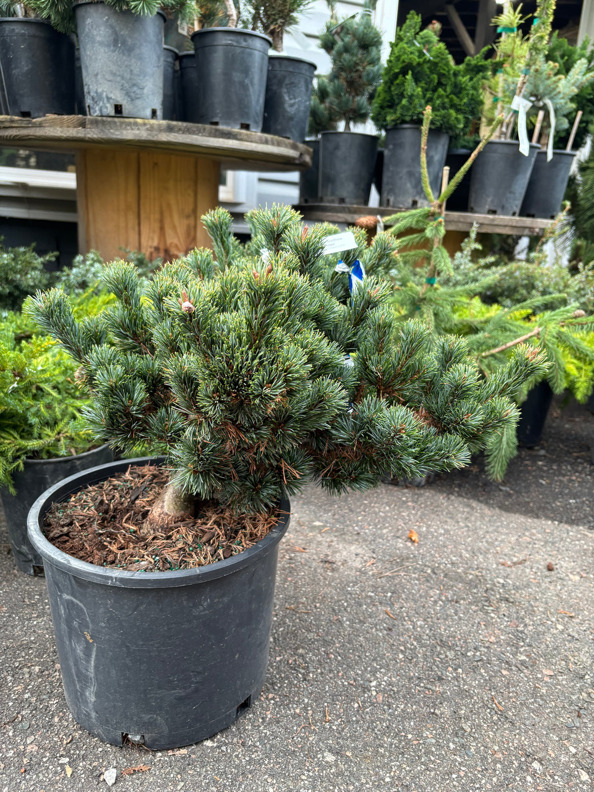 Pinus parviflora ‘Kinpo’