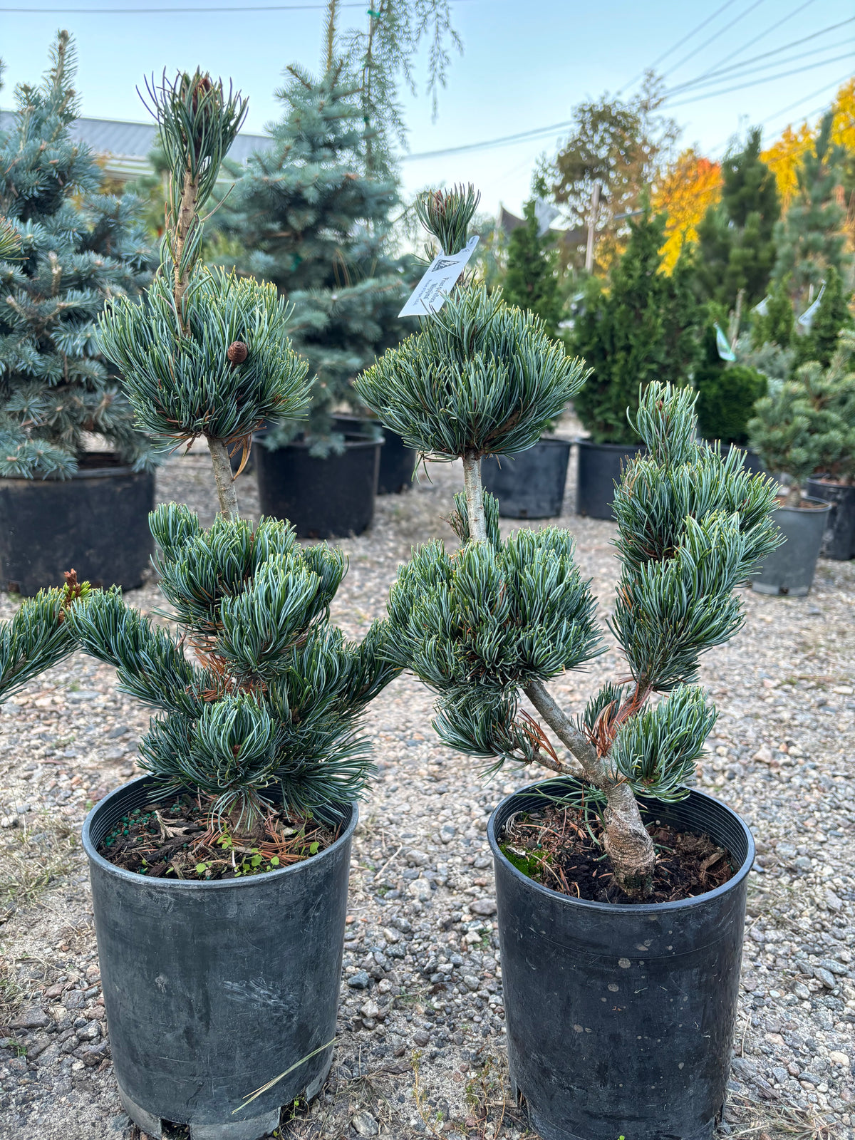 Pinus parviflora ‘Miyajima’