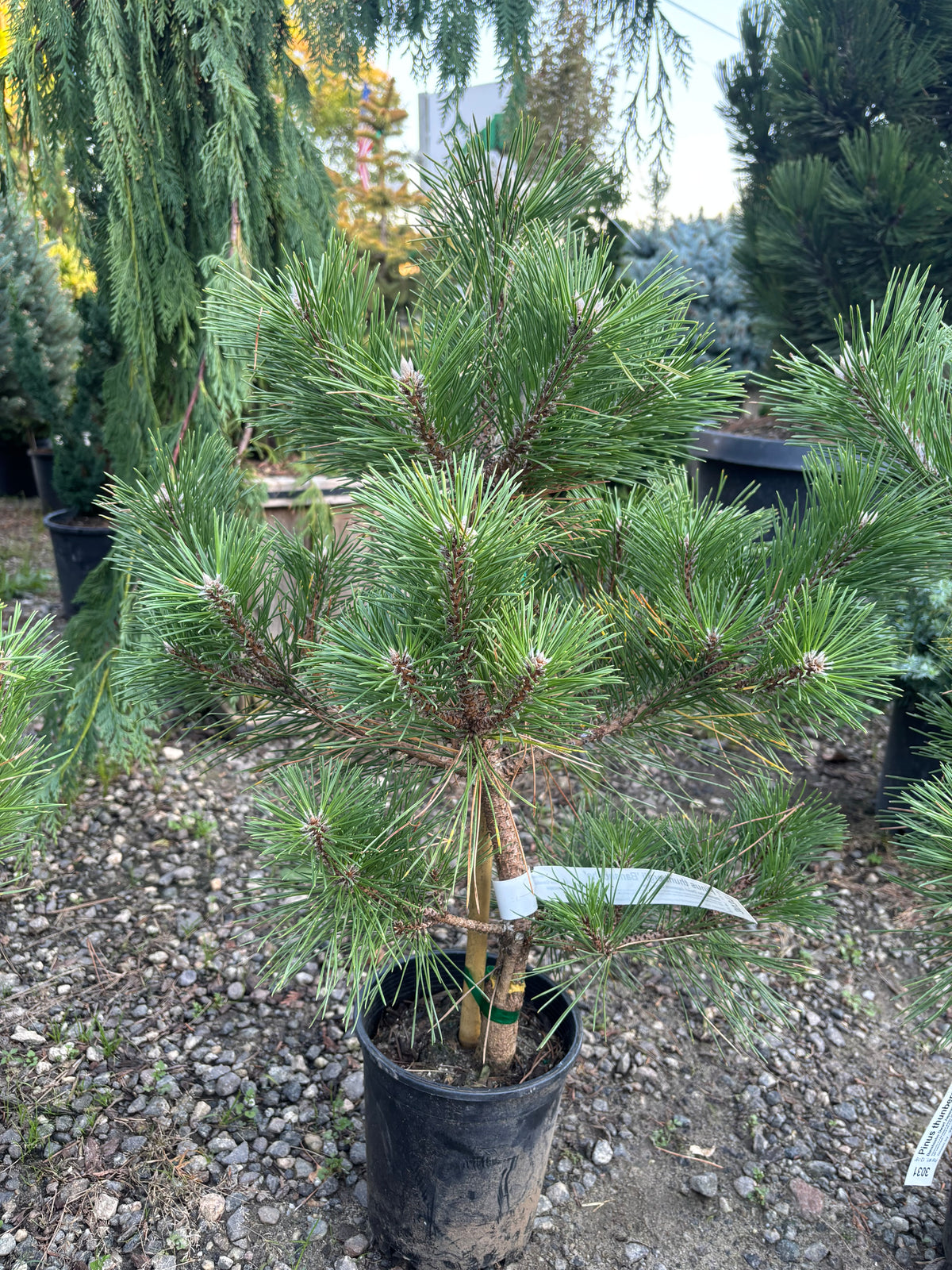 Pinus thunbergii 'Banshosho'