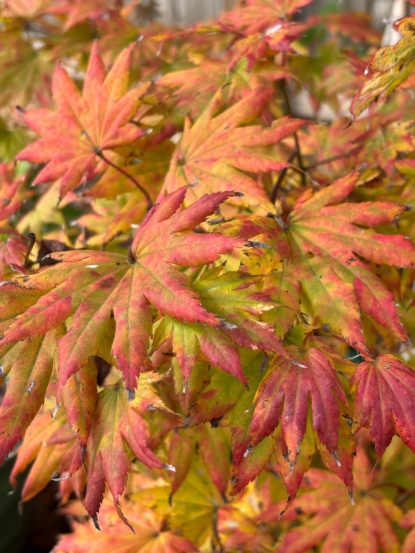Acer shirasawanum 'Autumn Moon'