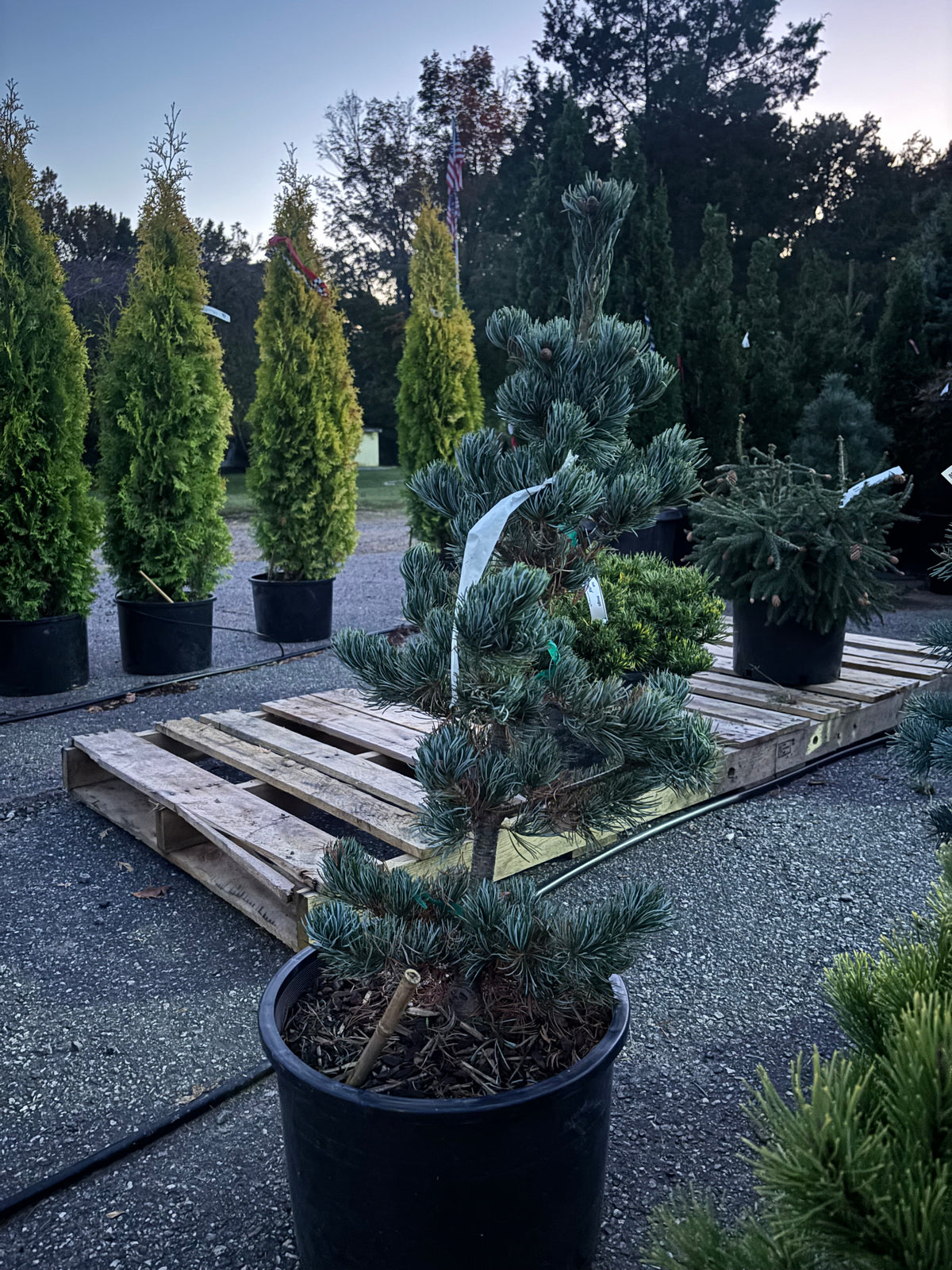 Pinus parviflora ‘Koru’