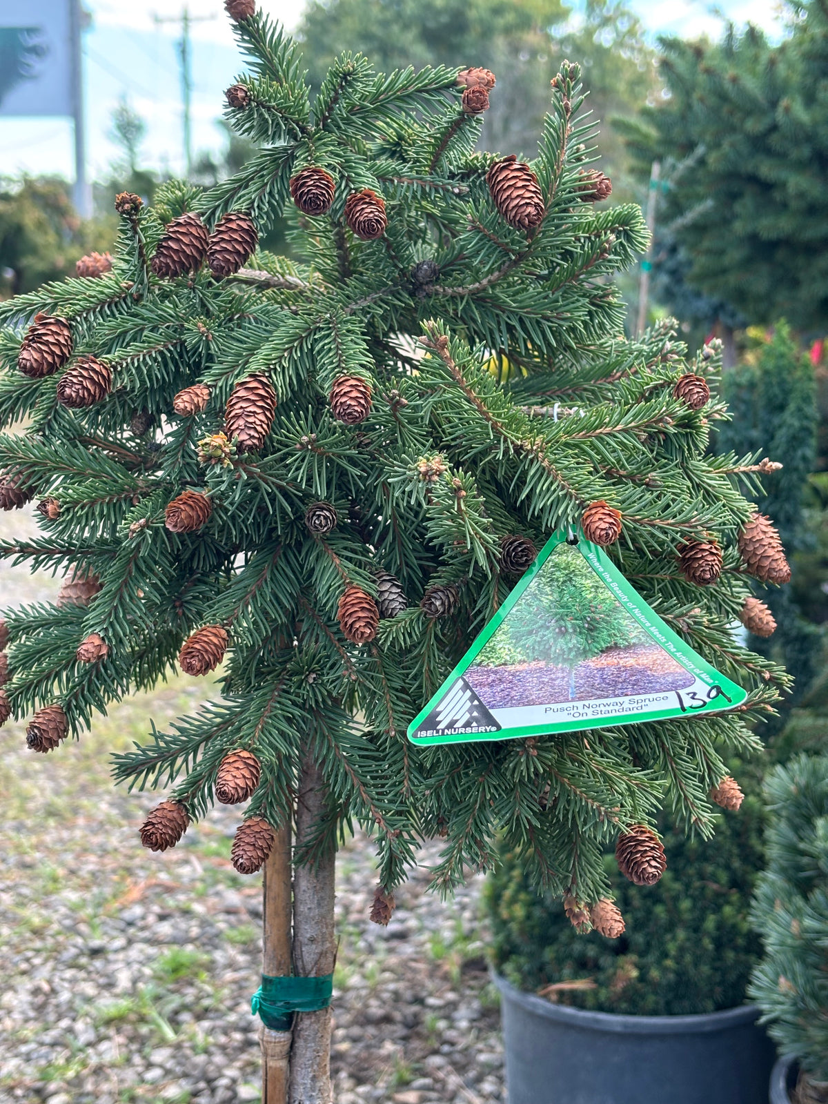 Picea abies ‘Pusch’
